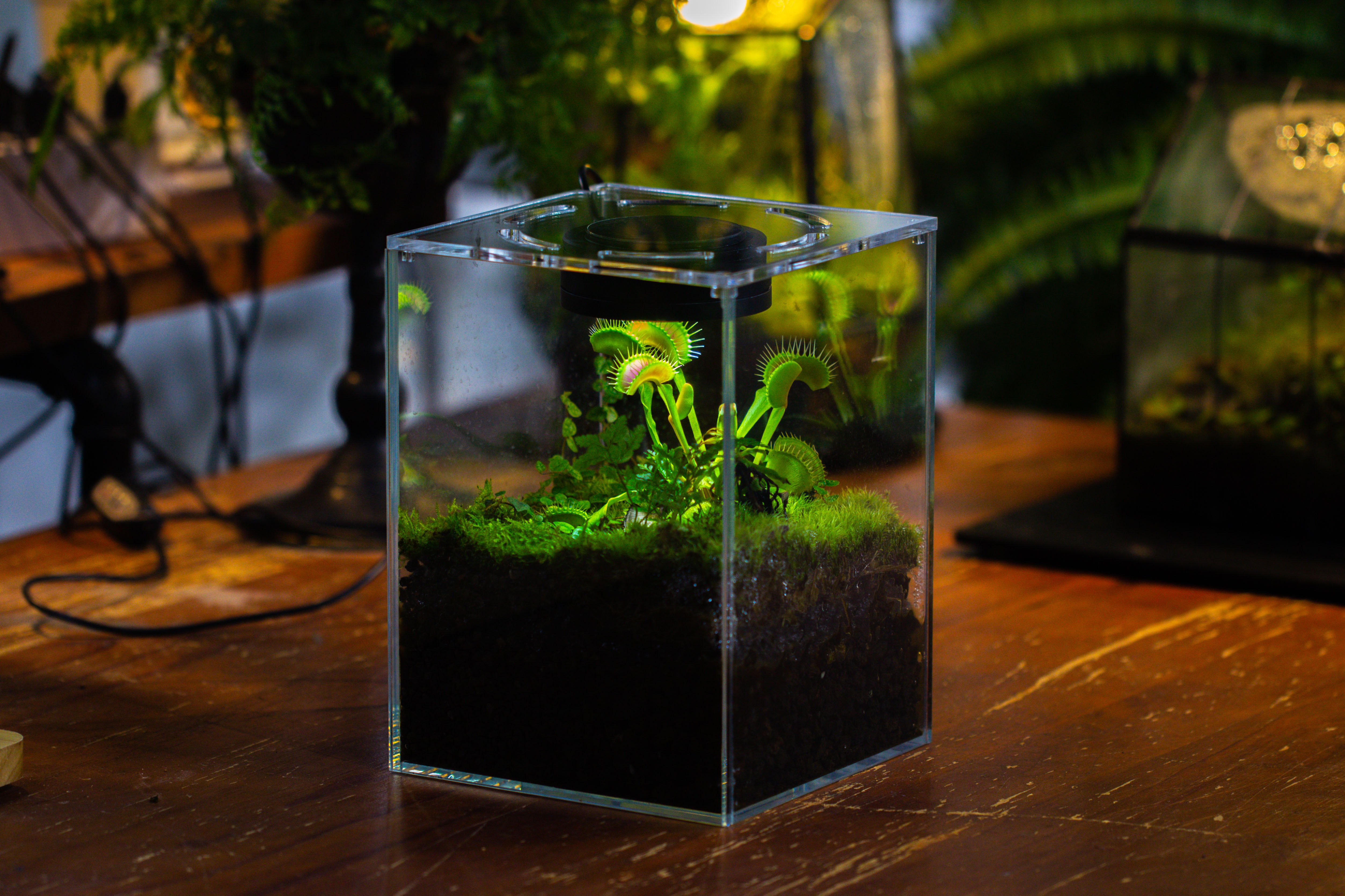 Glass Tank with lid Grow Light DIY set for Moss and Flytrap, Sundew - NCYPgarden