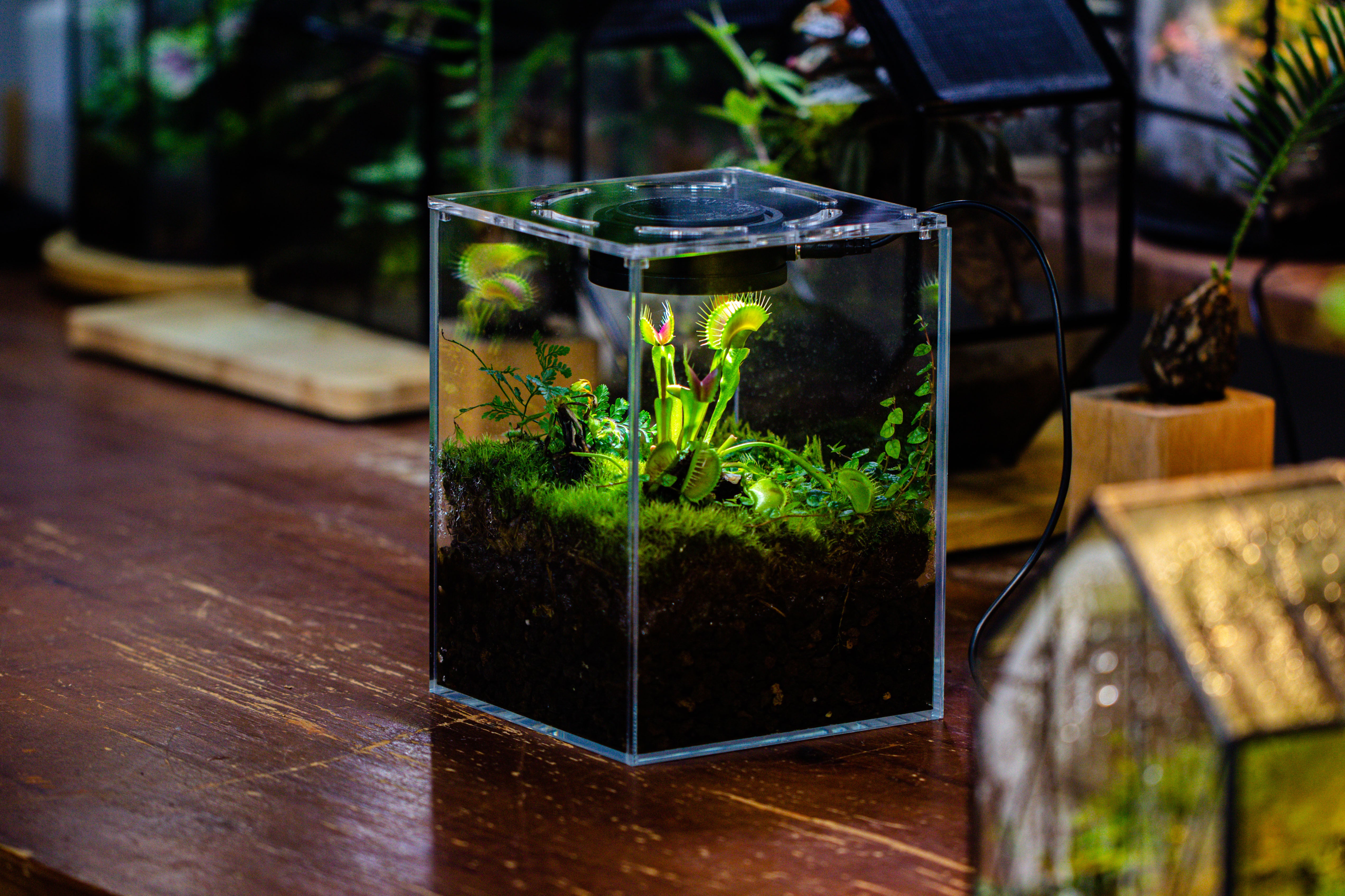 Glass Tank with lid Grow Light DIY set for Moss and Flytrap, Sundew - NCYPgarden