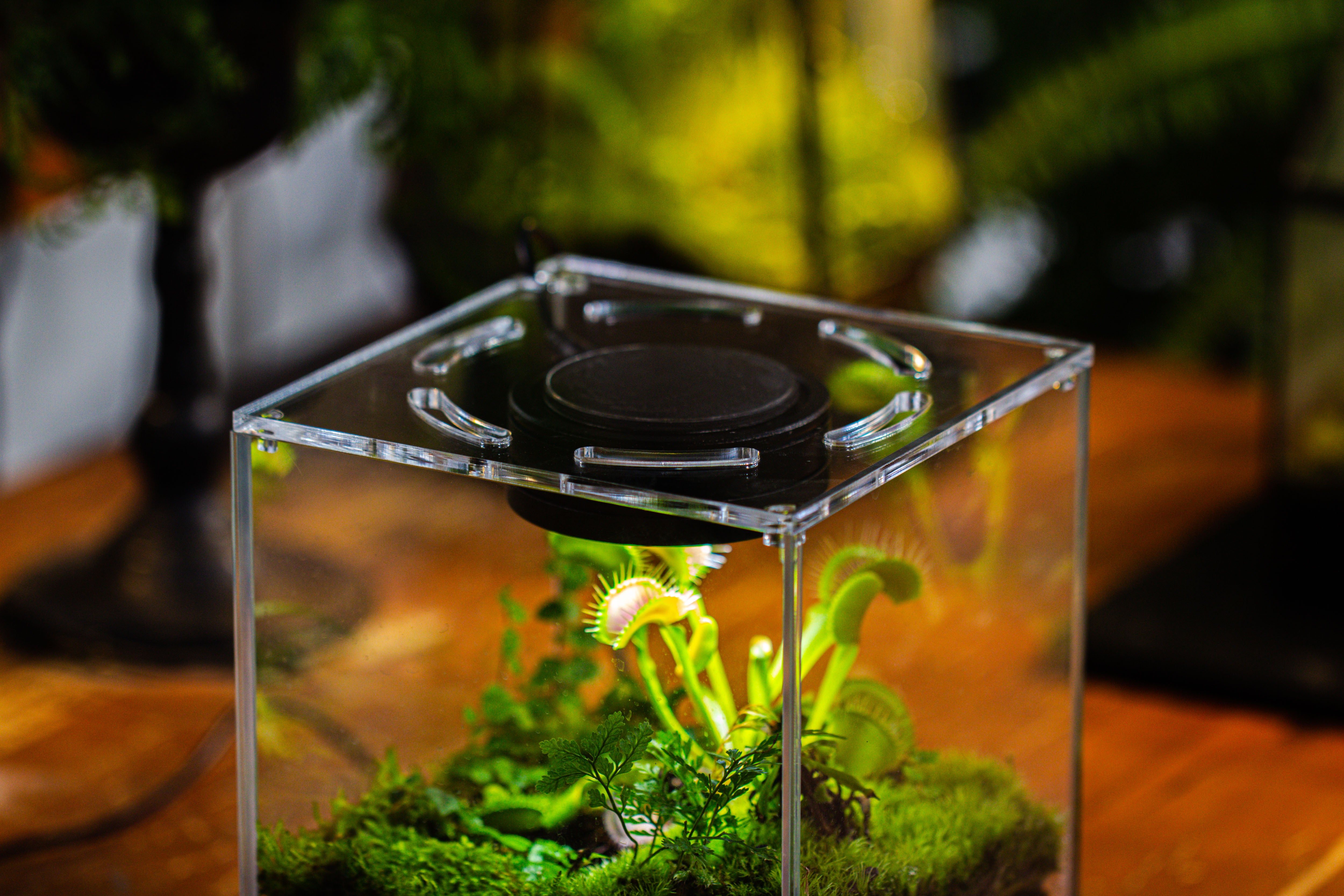 Watertight Glass Tank with LED Grow Light, Acrylic Lid, DIY Terrarium Kit- 25x25x30cm / 9.8x9.8x11.8'' - NCYPgarden