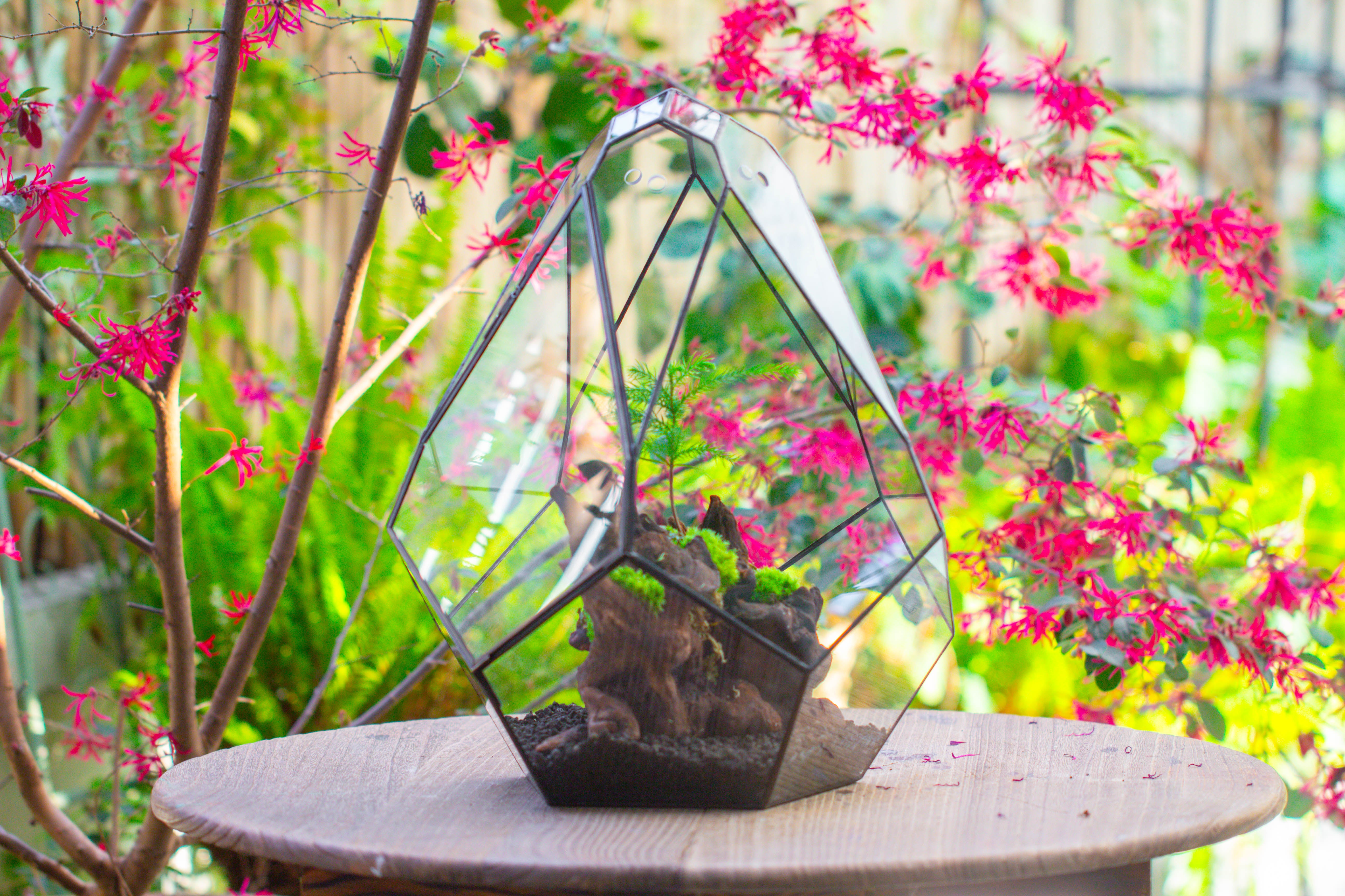 16" Large Teardrop Geometric Terrarium, close - NCYPgarden