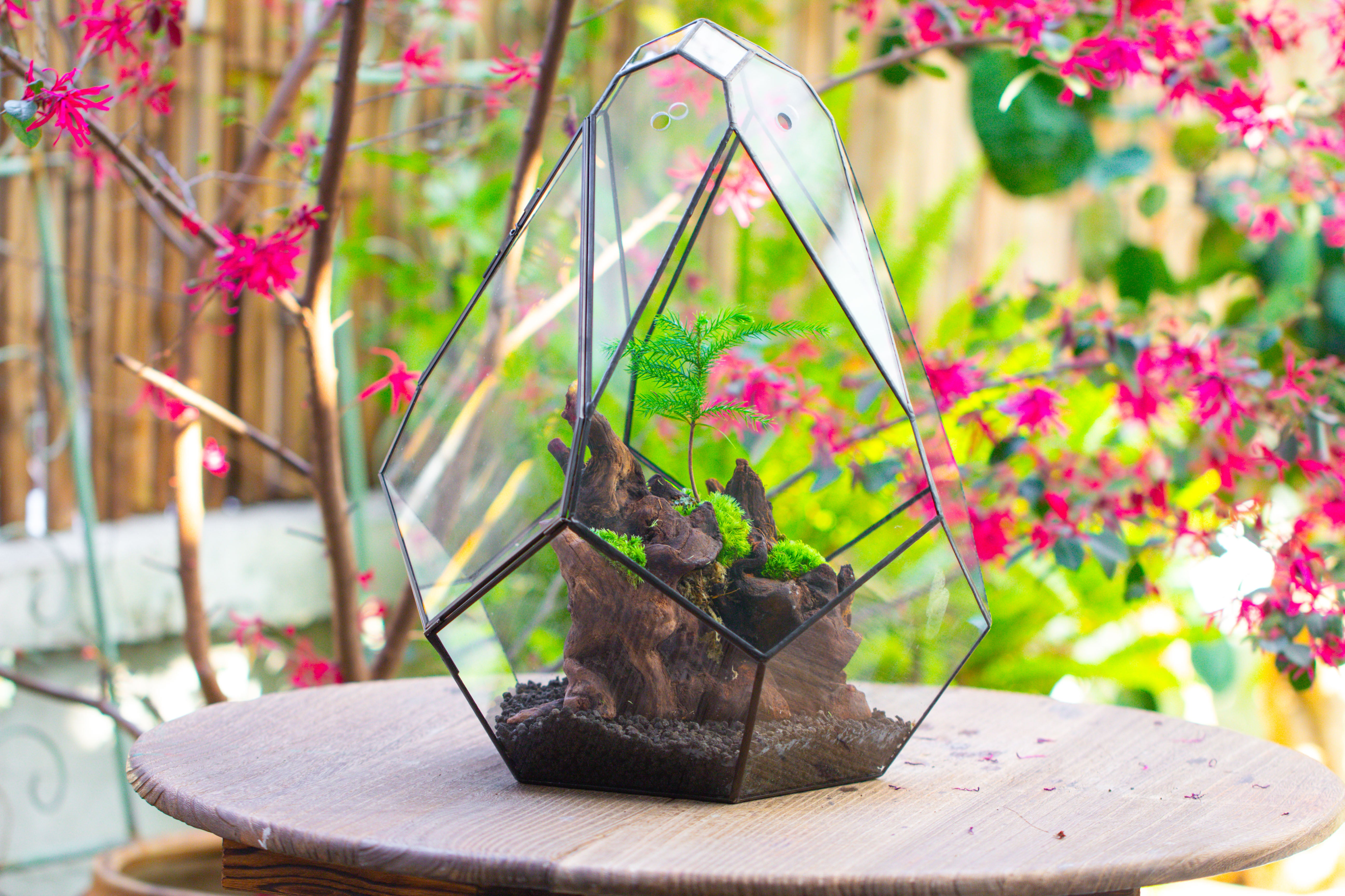 16" Large Teardrop Geometric Terrarium, close - NCYPgarden