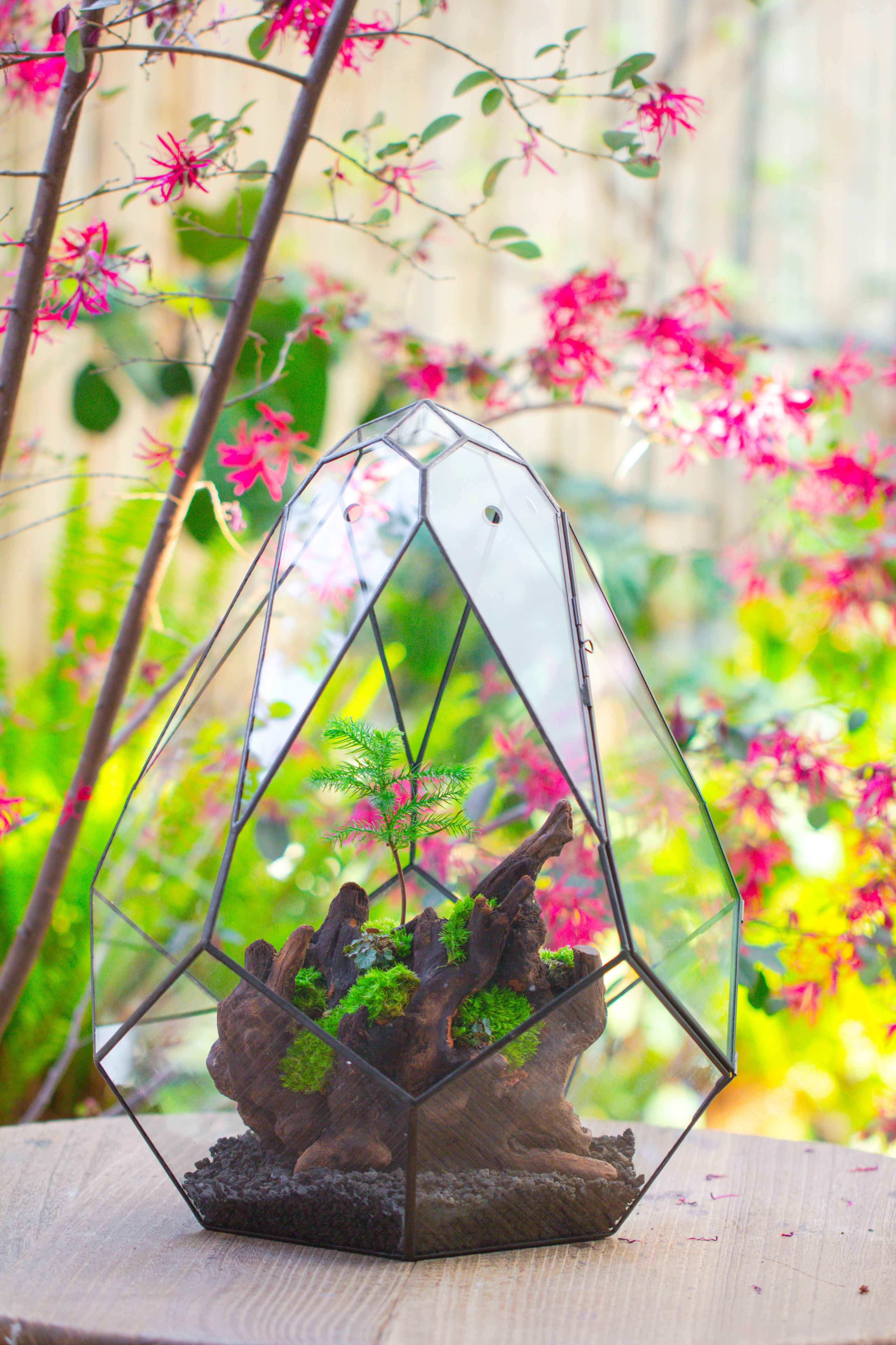 16" Large Teardrop Geometric Terrarium, close - NCYPgarden