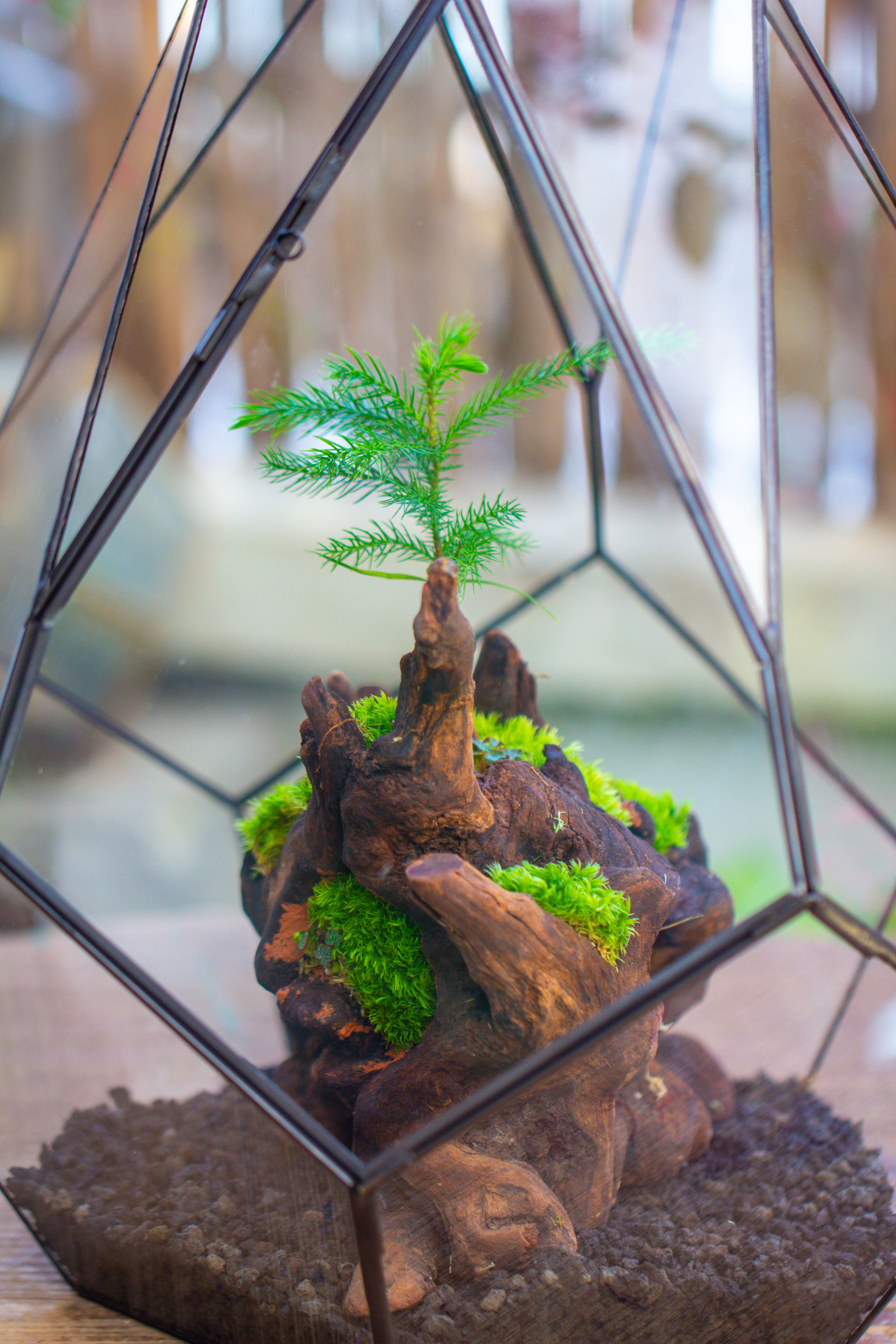 16" Large Teardrop Geometric Terrarium, close - NCYPgarden