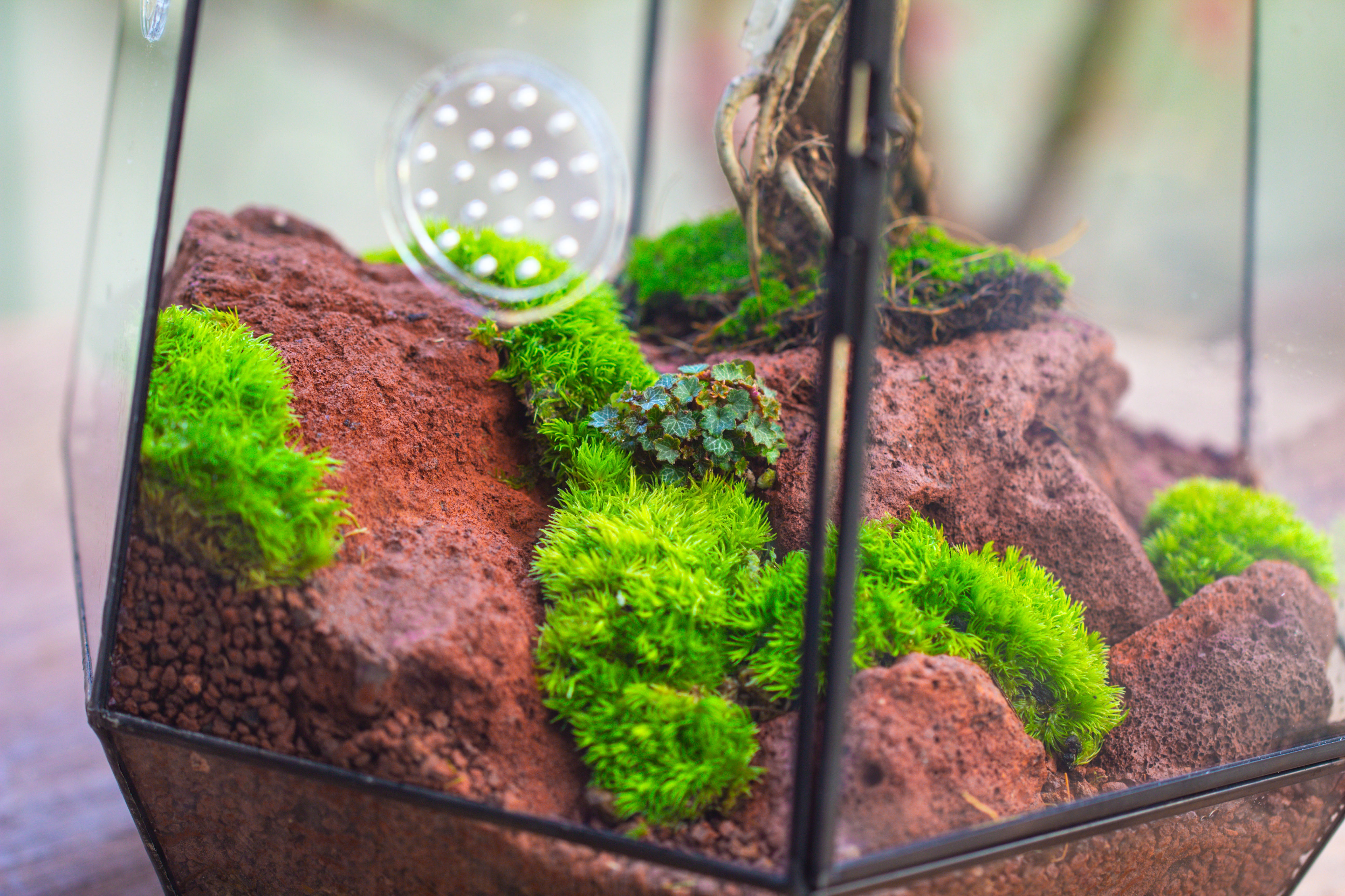 Handmade 41cm / 16" Tall IrregularGlass Geometric Terrarium Box with Vent - NCYPgarden