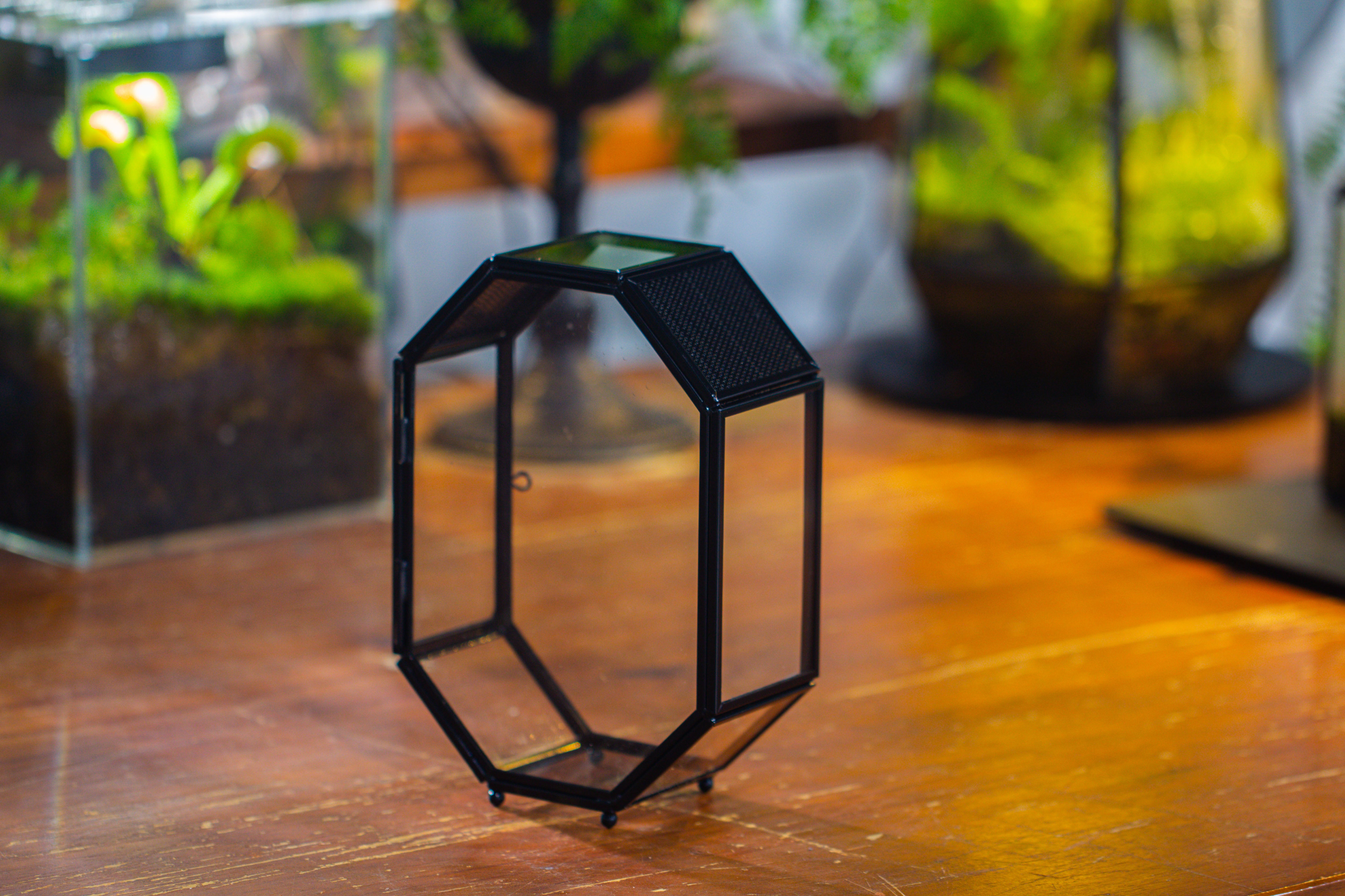Mini 5x7 inches Octagon Shape Glass Geometric Terrarium Enclosure with Side Vent  for Small Insect, Jumping Spider - NCYPgarden