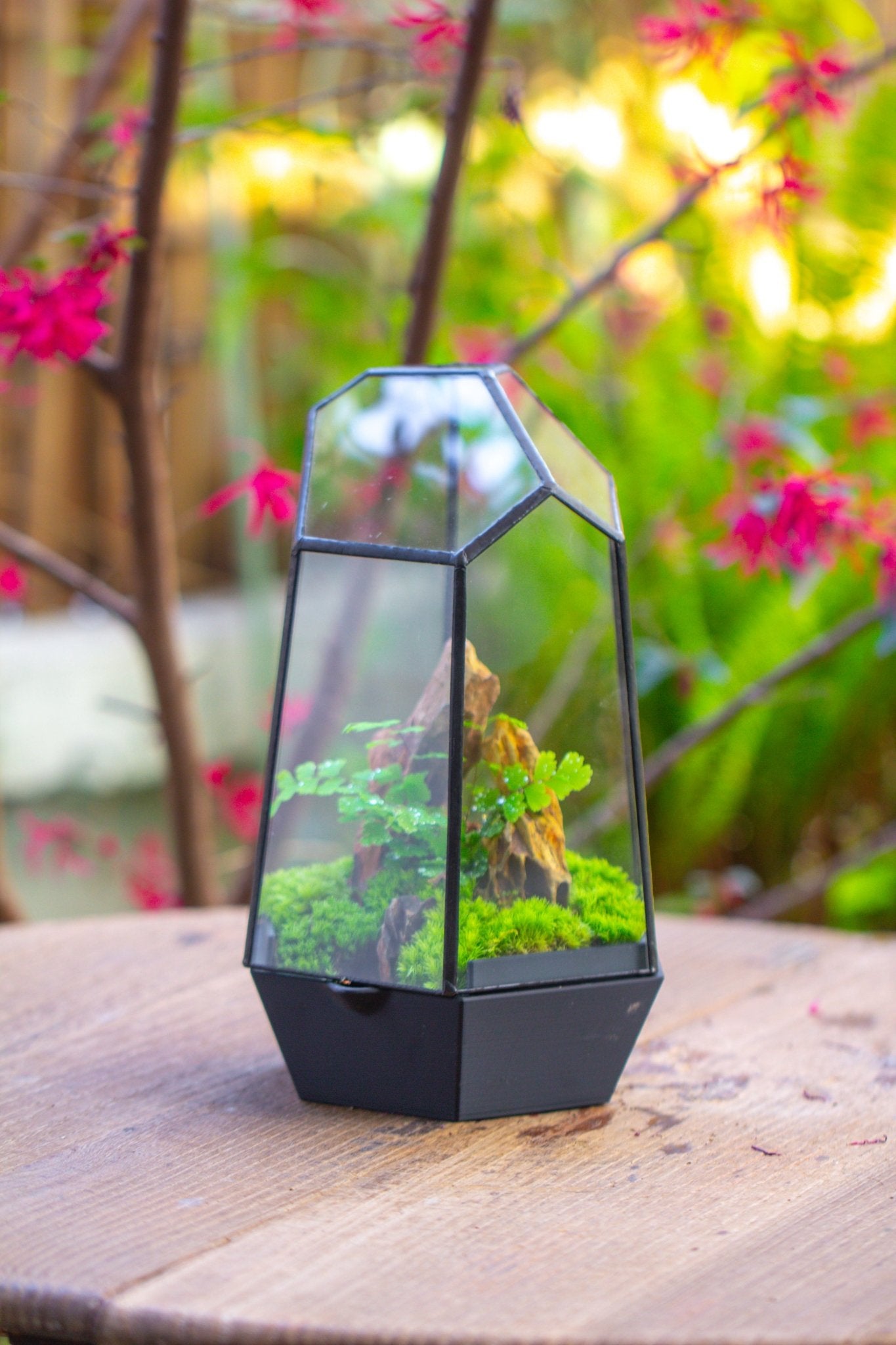 Self - Contained Close Terrarium with Waterproof Base, Geometric Glass Cover for Moss, Sundew and Venus Flytrap PG01J3 - NCYPgarden