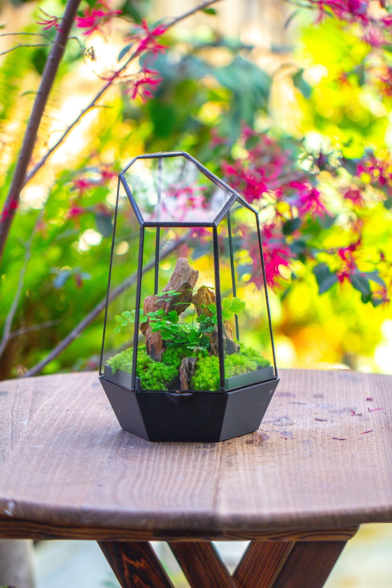 Self - Contained Close Terrarium with Waterproof Base, Geometric Glass Cover for Moss, Sundew and Venus Flytrap PG01J3 - NCYPgarden