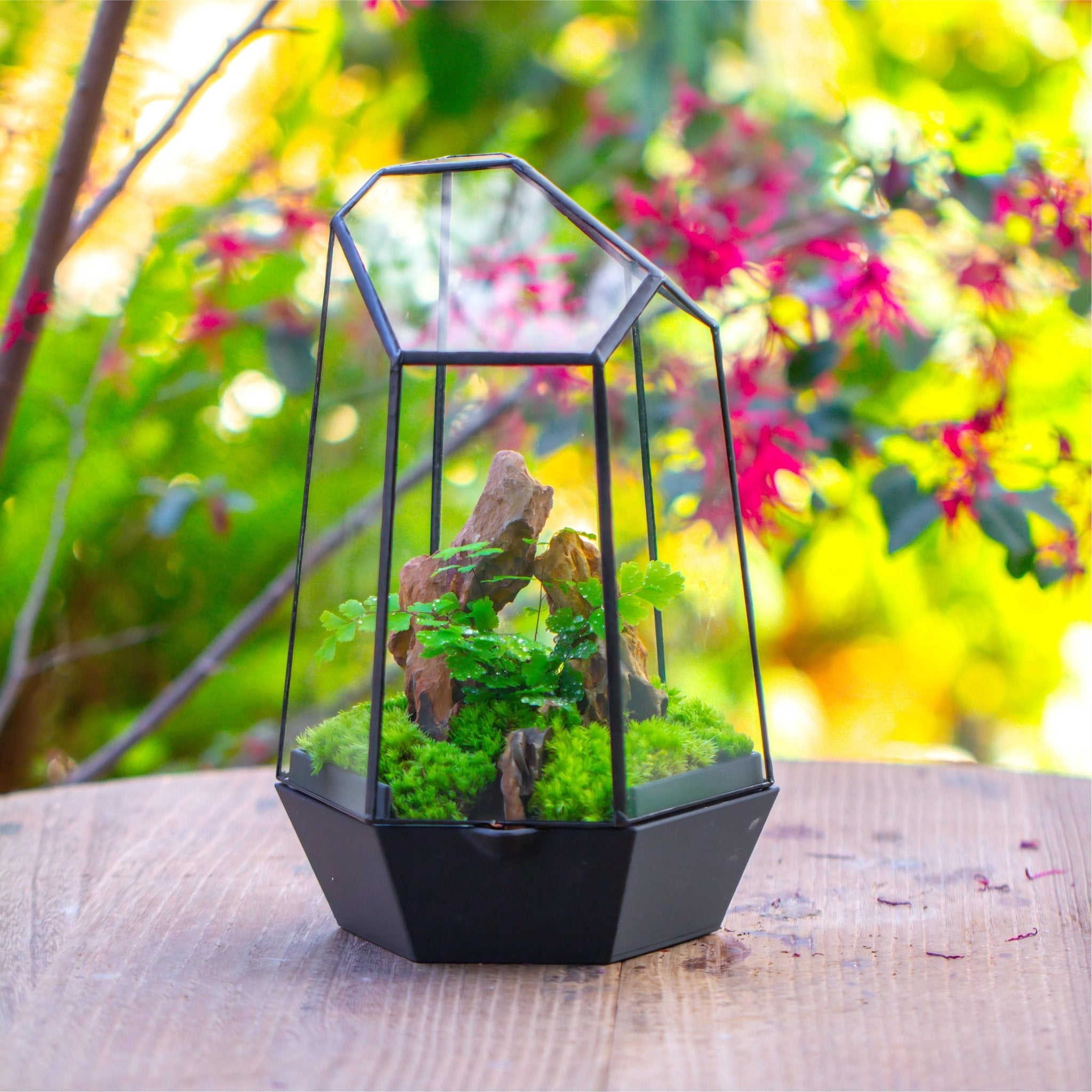Self - Contained Close Terrarium with Waterproof Base, Geometric Glass Cover for Moss, Sundew and Venus Flytrap PG01J3 - NCYPgarden
