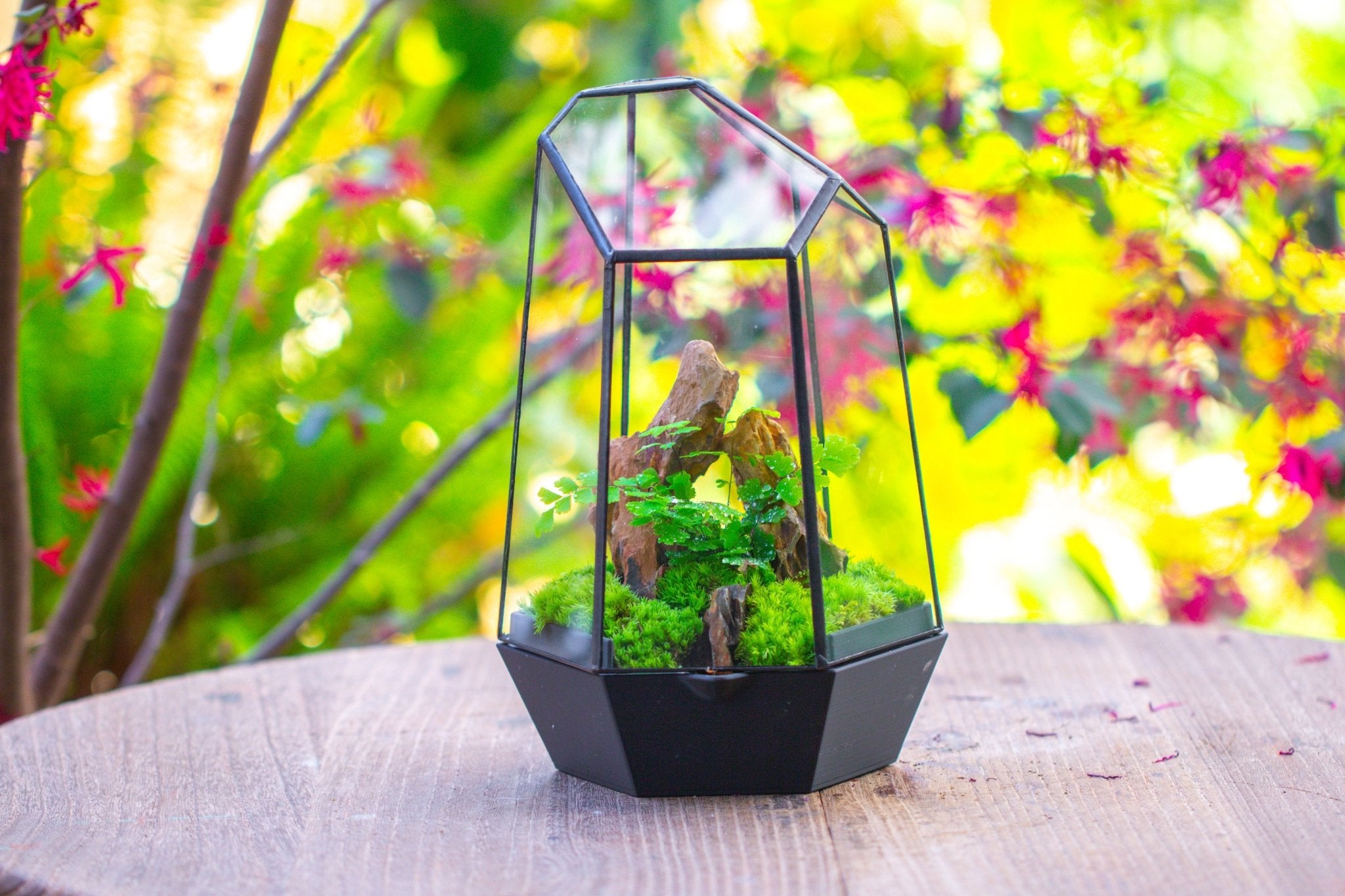 Self - Contained Close Terrarium with Waterproof Base, Geometric Glass Cover for Moss, Sundew and Venus Flytrap PG01J3 - NCYPgarden