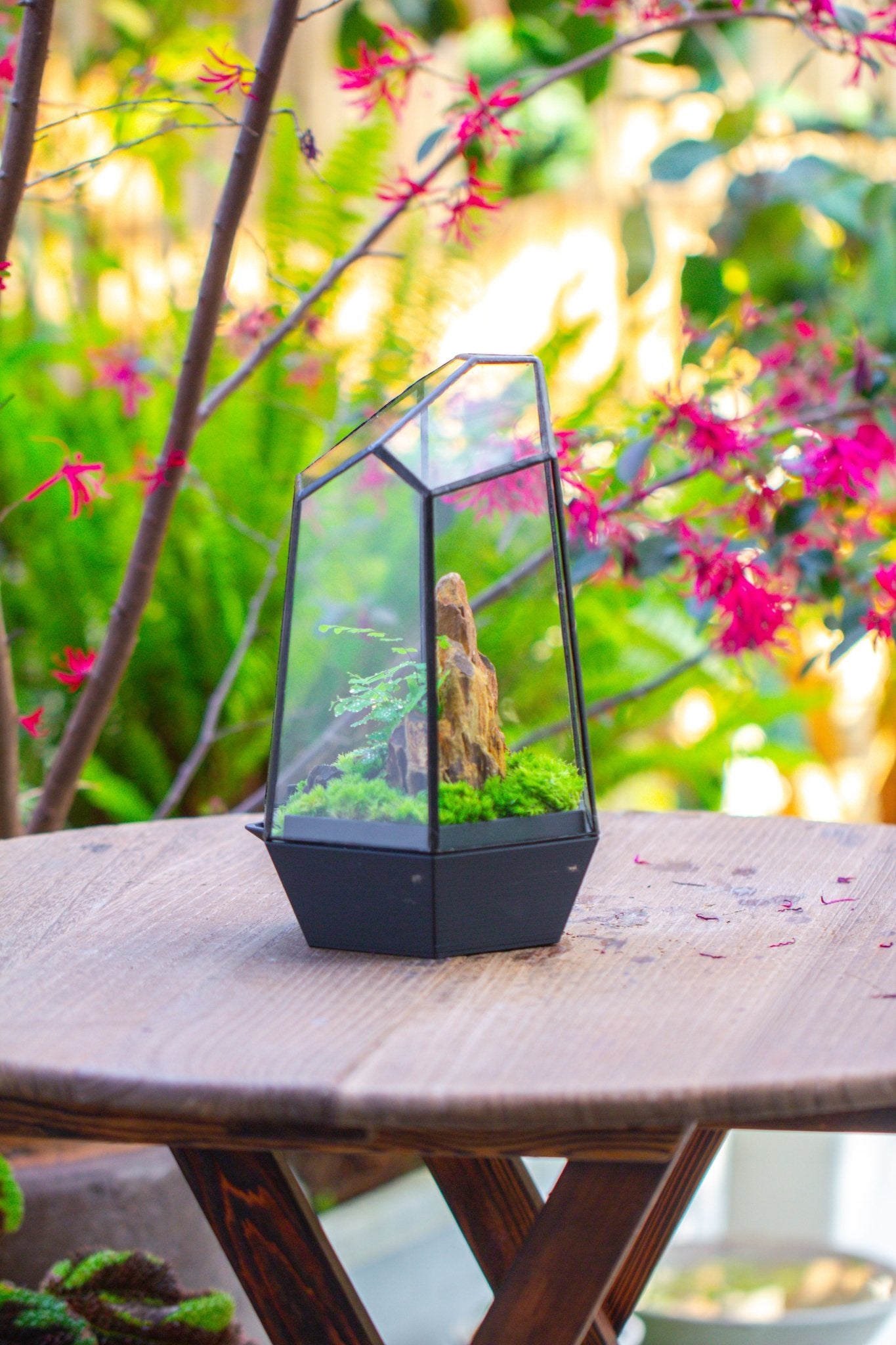 Self - Contained Close Terrarium with Waterproof Base, Geometric Glass Cover for Moss, Sundew and Venus Flytrap PG01J3 - NCYPgarden