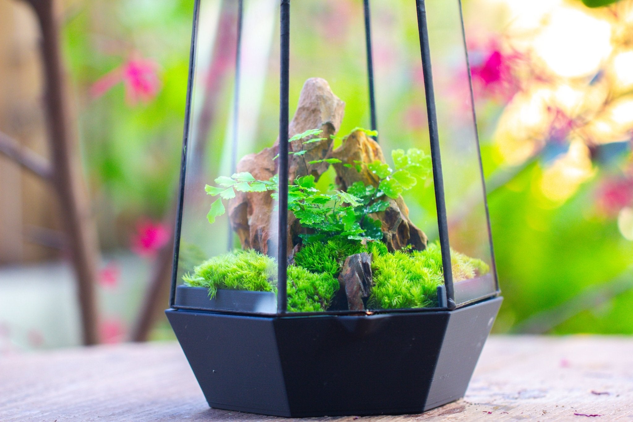 Self - Contained Close Terrarium with Waterproof Base, Geometric Glass Cover for Moss, Sundew and Venus Flytrap PG01J3 - NCYPgarden