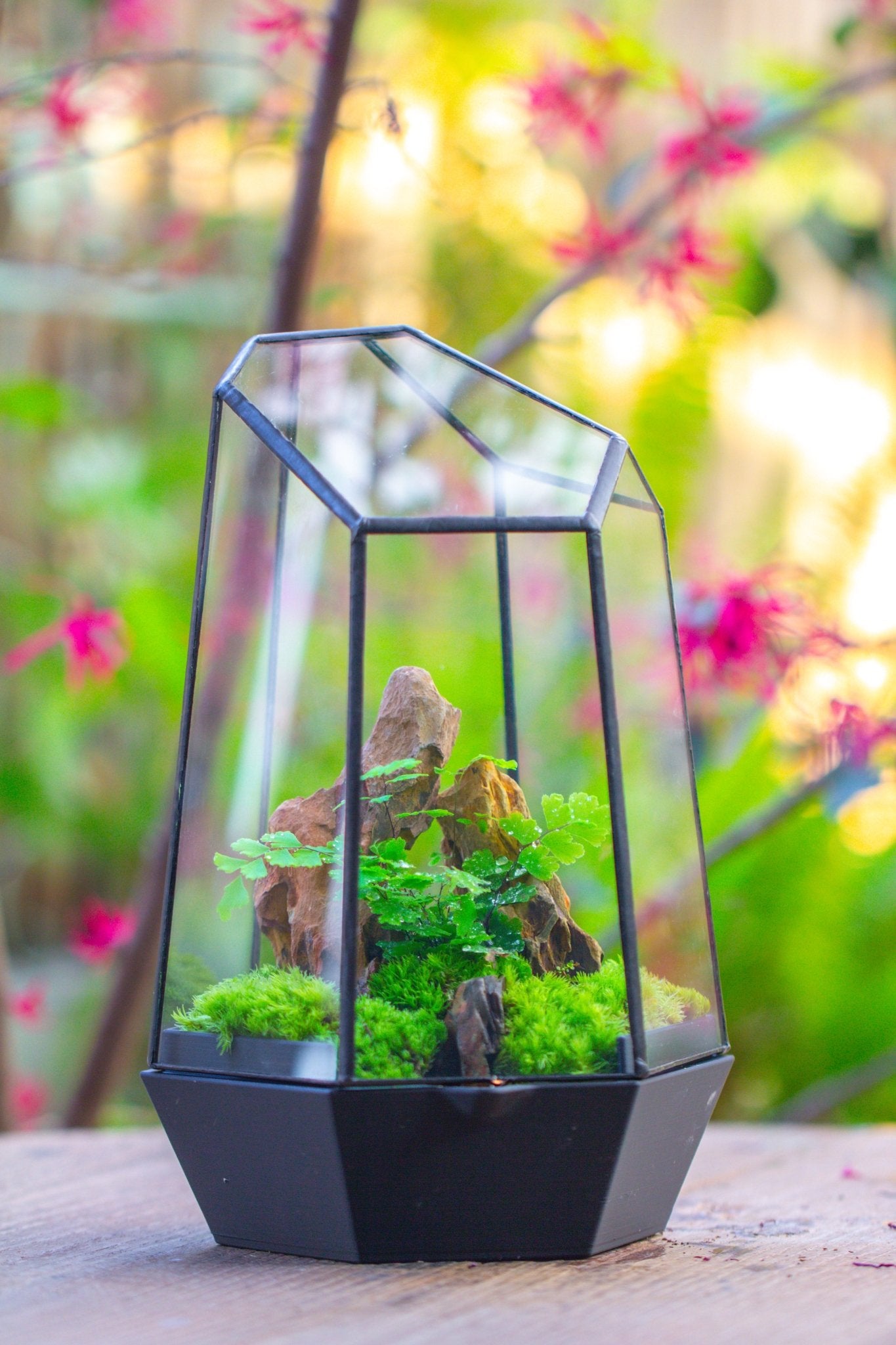 Self - Contained Close Terrarium with Waterproof Base, Geometric Glass Cover for Moss, Sundew and Venus Flytrap PG01J3 - NCYPgarden