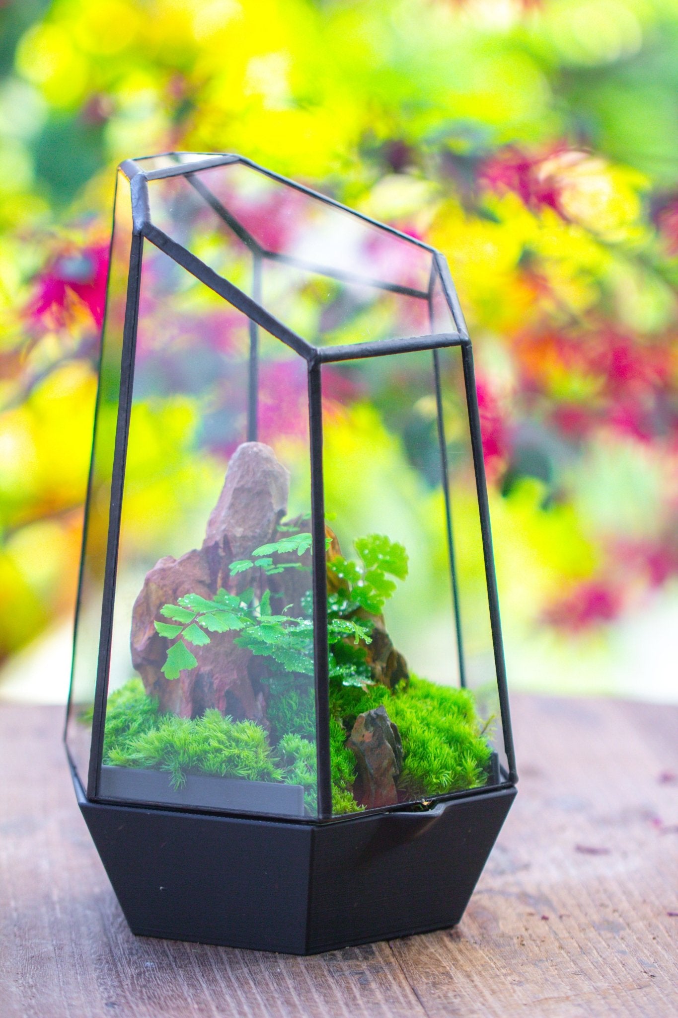 Self - Contained Close Terrarium with Waterproof Base, Geometric Glass Cover for Moss, Sundew and Venus Flytrap PG01J3 - NCYPgarden