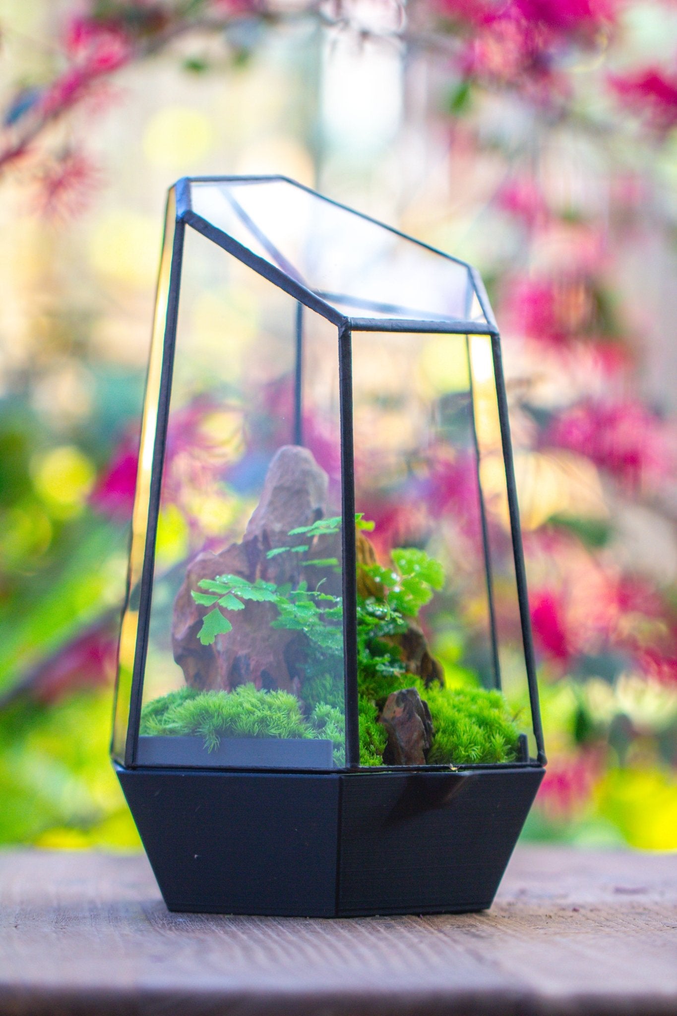 Self - Contained Close Terrarium with Waterproof Base, Geometric Glass Cover for Moss, Sundew and Venus Flytrap PG01J3 - NCYPgarden