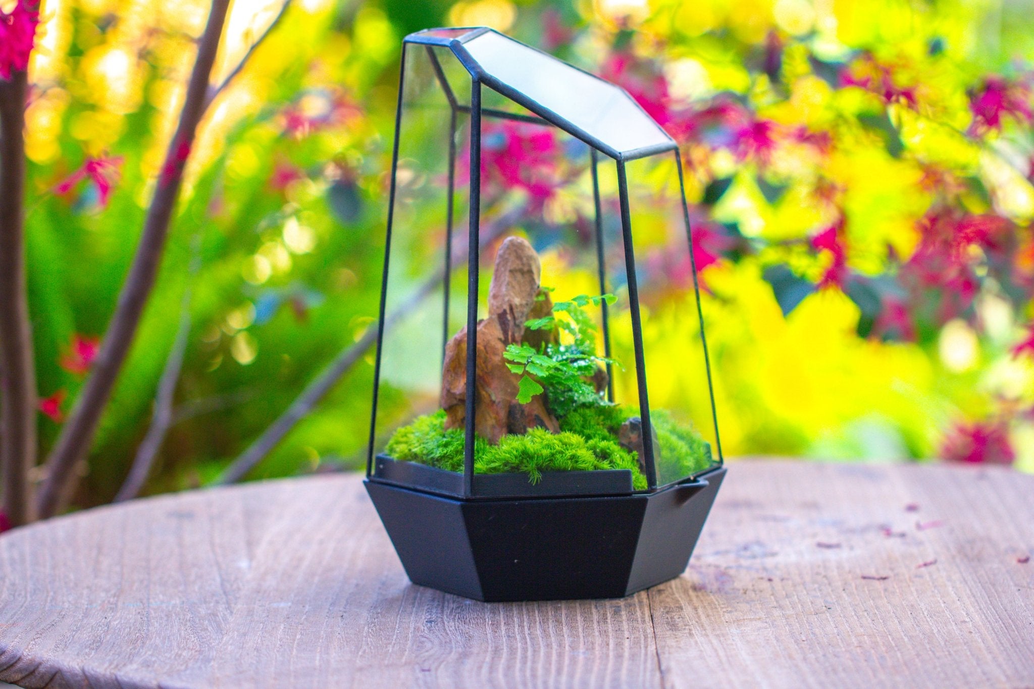 Self - Contained Close Terrarium with Waterproof Base, Geometric Glass Cover for Moss, Sundew and Venus Flytrap PG01J3 - NCYPgarden