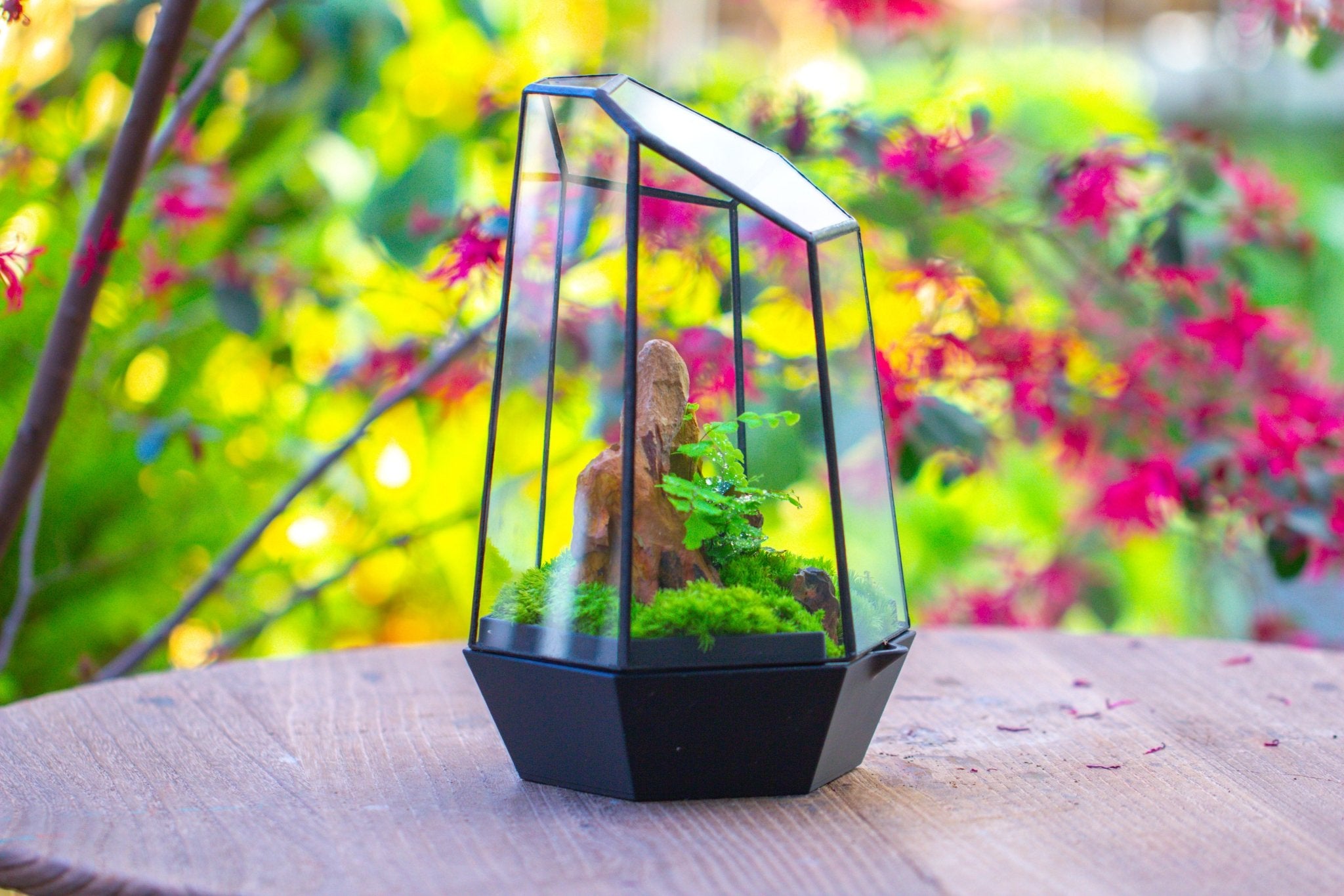 Self - Contained Close Terrarium with Waterproof Base, Geometric Glass Cover for Moss, Sundew and Venus Flytrap PG01J3 - NCYPgarden
