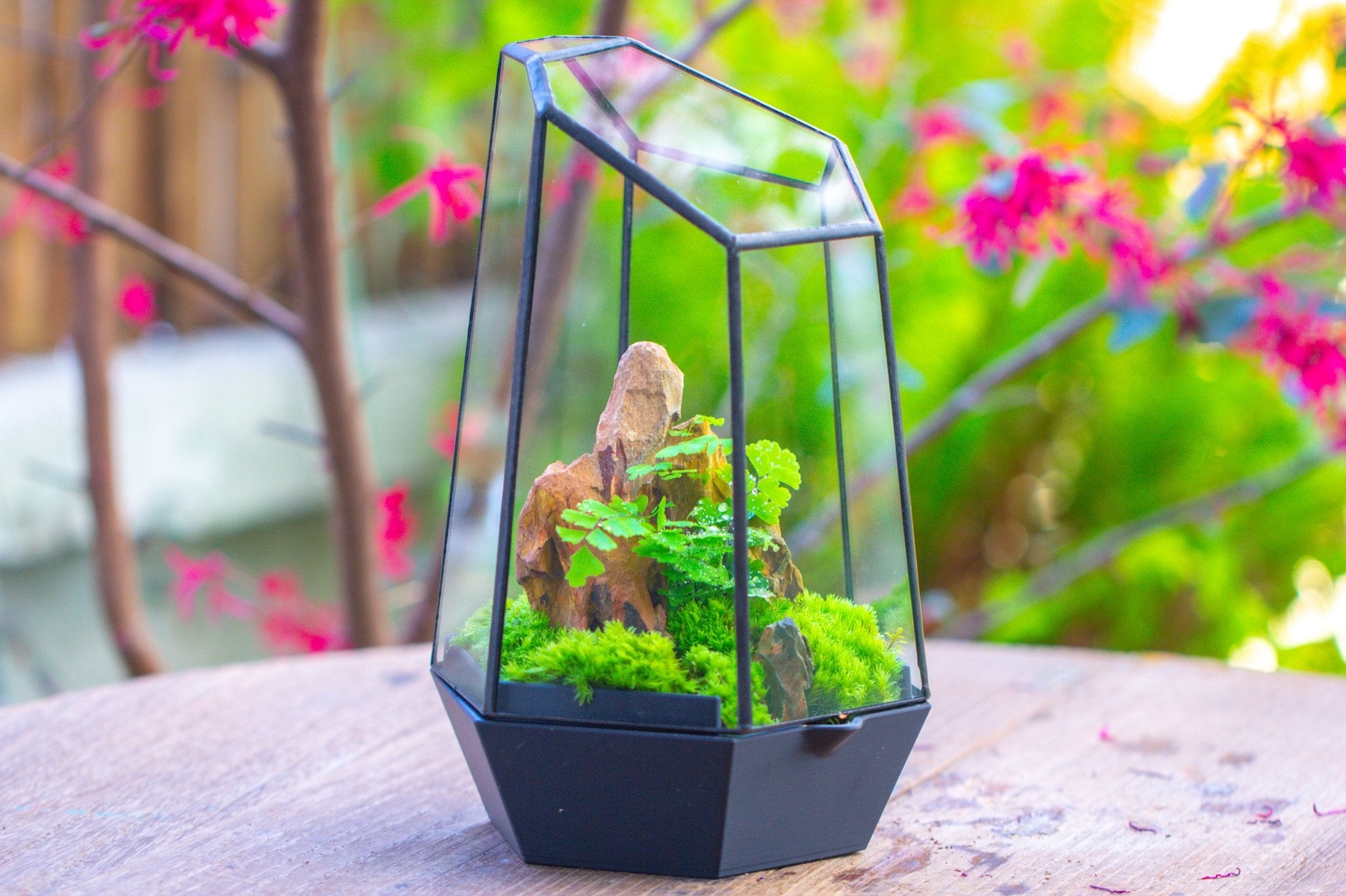 Self - Contained Close Terrarium with Waterproof Base, Geometric Glass Cover for Moss, Sundew and Venus Flytrap PG01J3 - NCYPgarden