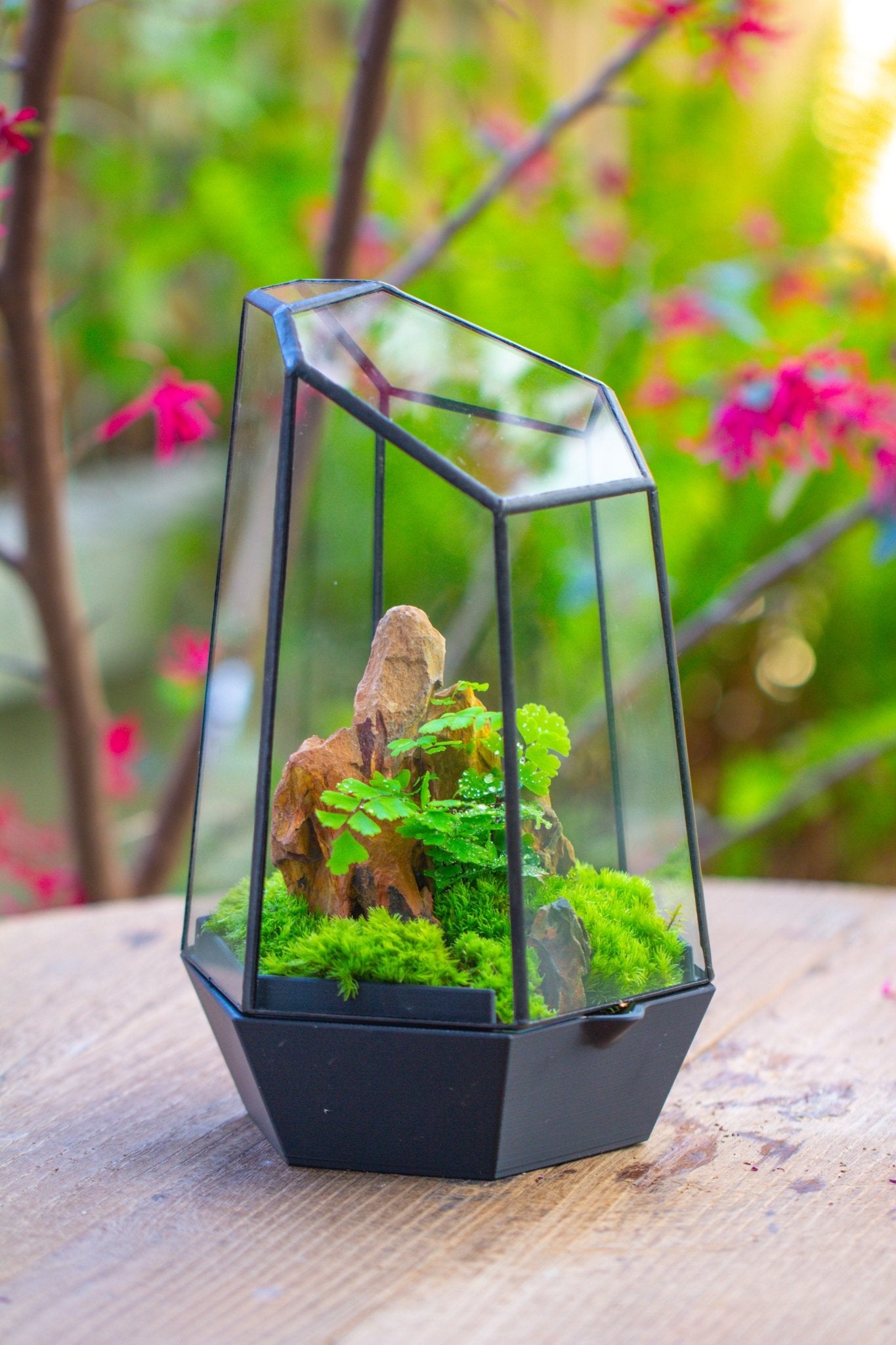 Self - Contained Close Terrarium with Waterproof Base, Geometric Glass Cover for Moss, Sundew and Venus Flytrap PG01J3 - NCYPgarden