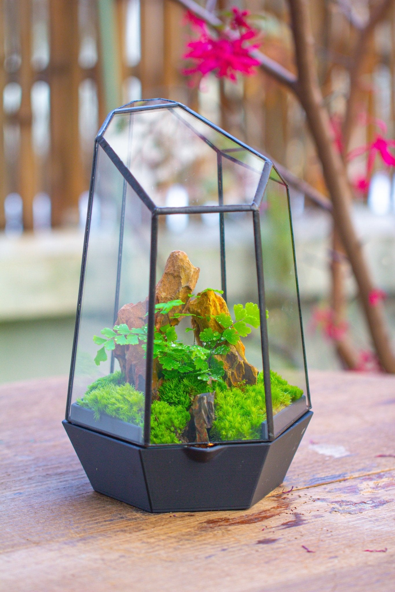 Self - Contained Close Terrarium with Waterproof Base, Geometric Glass Cover for Moss, Sundew and Venus Flytrap PG01J3 - NCYPgarden
