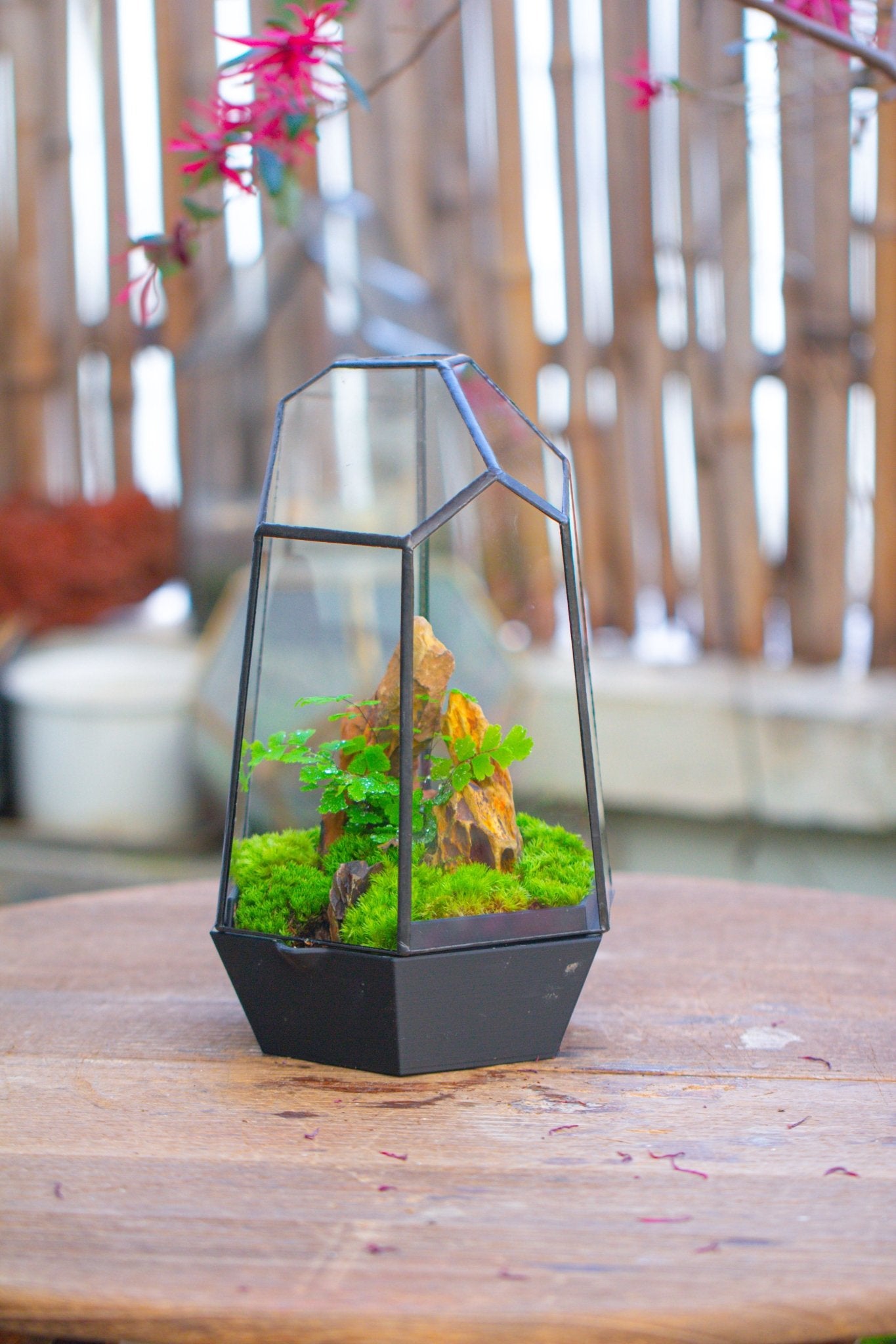 Self - Contained Close Terrarium with Waterproof Base, Geometric Glass Cover for Moss, Sundew and Venus Flytrap PG01J3 - NCYPgarden