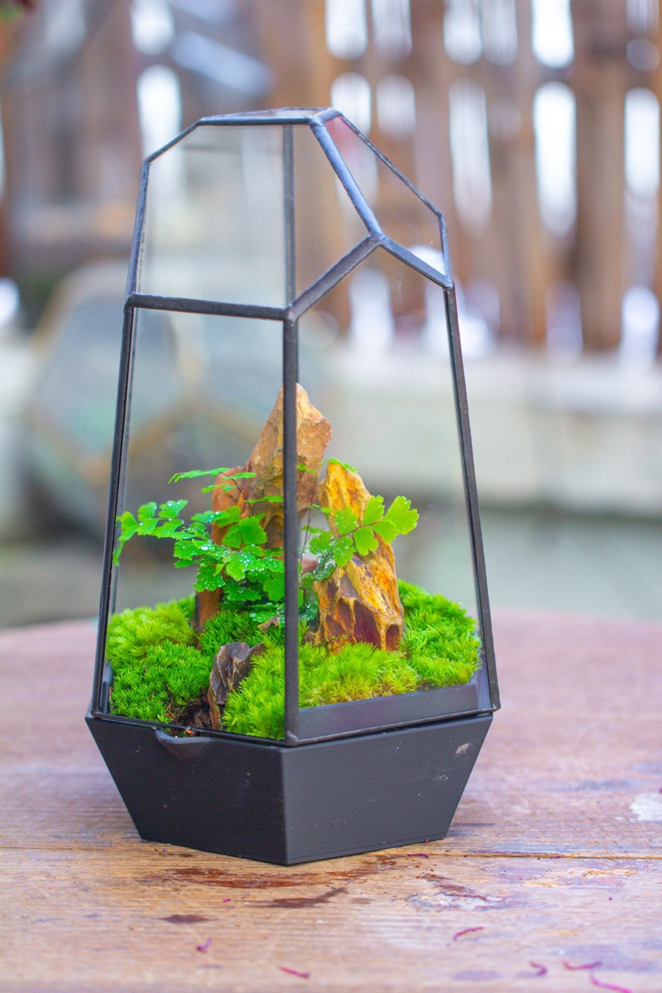 Self - Contained Close Terrarium with Waterproof Base, Geometric Glass Cover for Moss, Sundew and Venus Flytrap PG01J3 - NCYPgarden