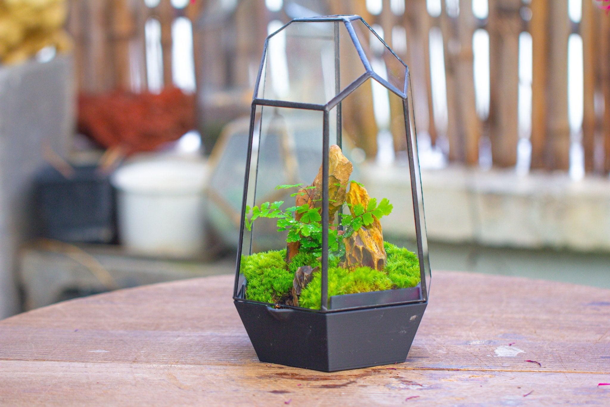 Self - Contained Close Terrarium with Waterproof Base, Geometric Glass Cover for Moss, Sundew and Venus Flytrap PG01J3 - NCYPgarden
