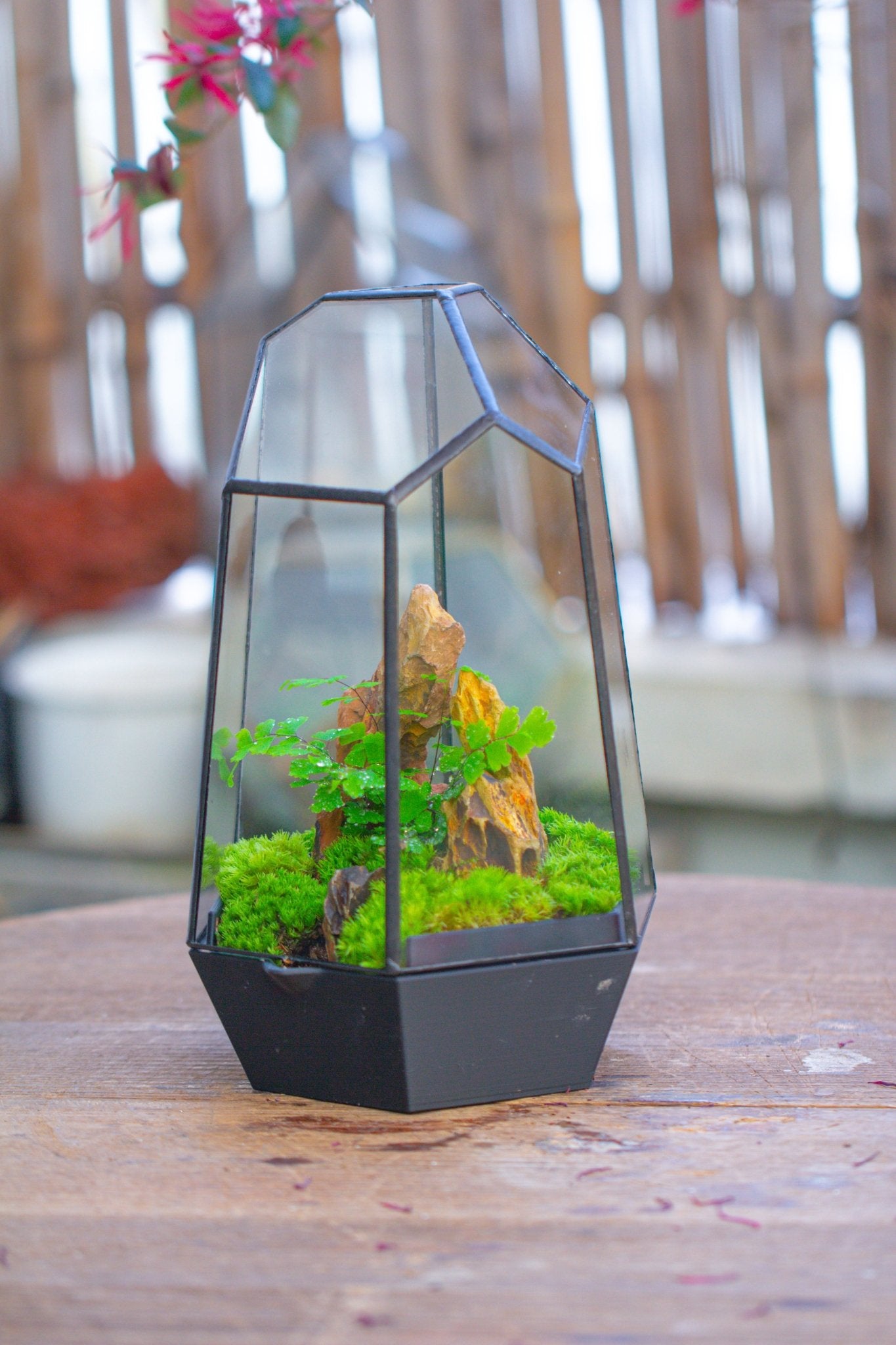 Self - Contained Close Terrarium with Waterproof Base, Geometric Glass Cover for Moss, Sundew and Venus Flytrap PG01J3 - NCYPgarden
