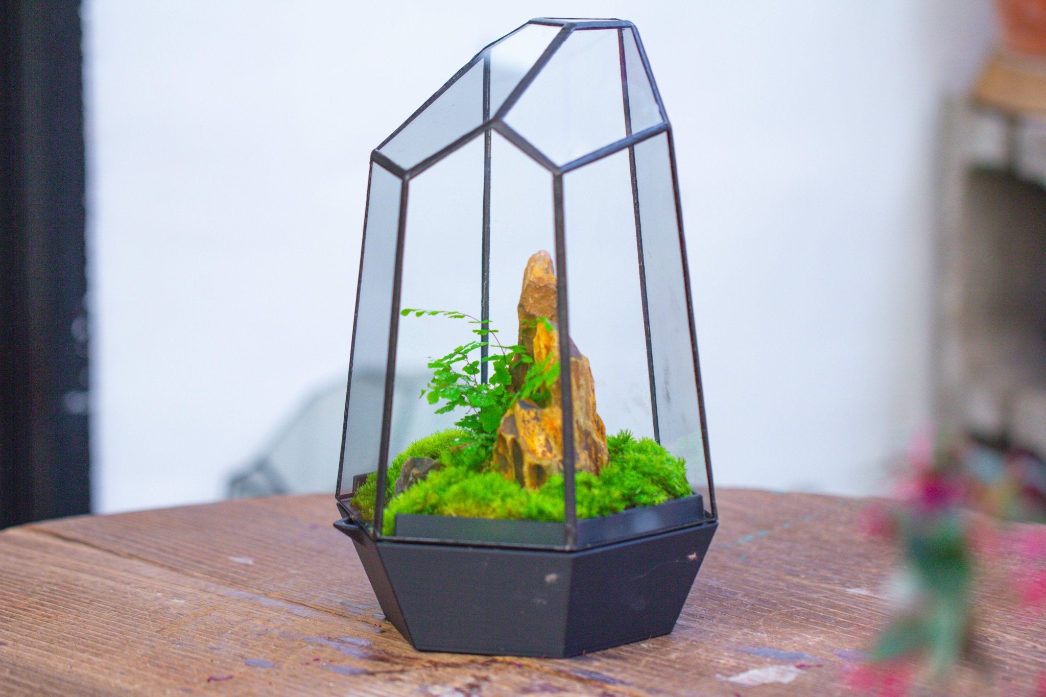 Self - Contained Close Terrarium with Waterproof Base, Geometric Glass Cover for Moss, Sundew and Venus Flytrap PG01J3 - NCYPgarden