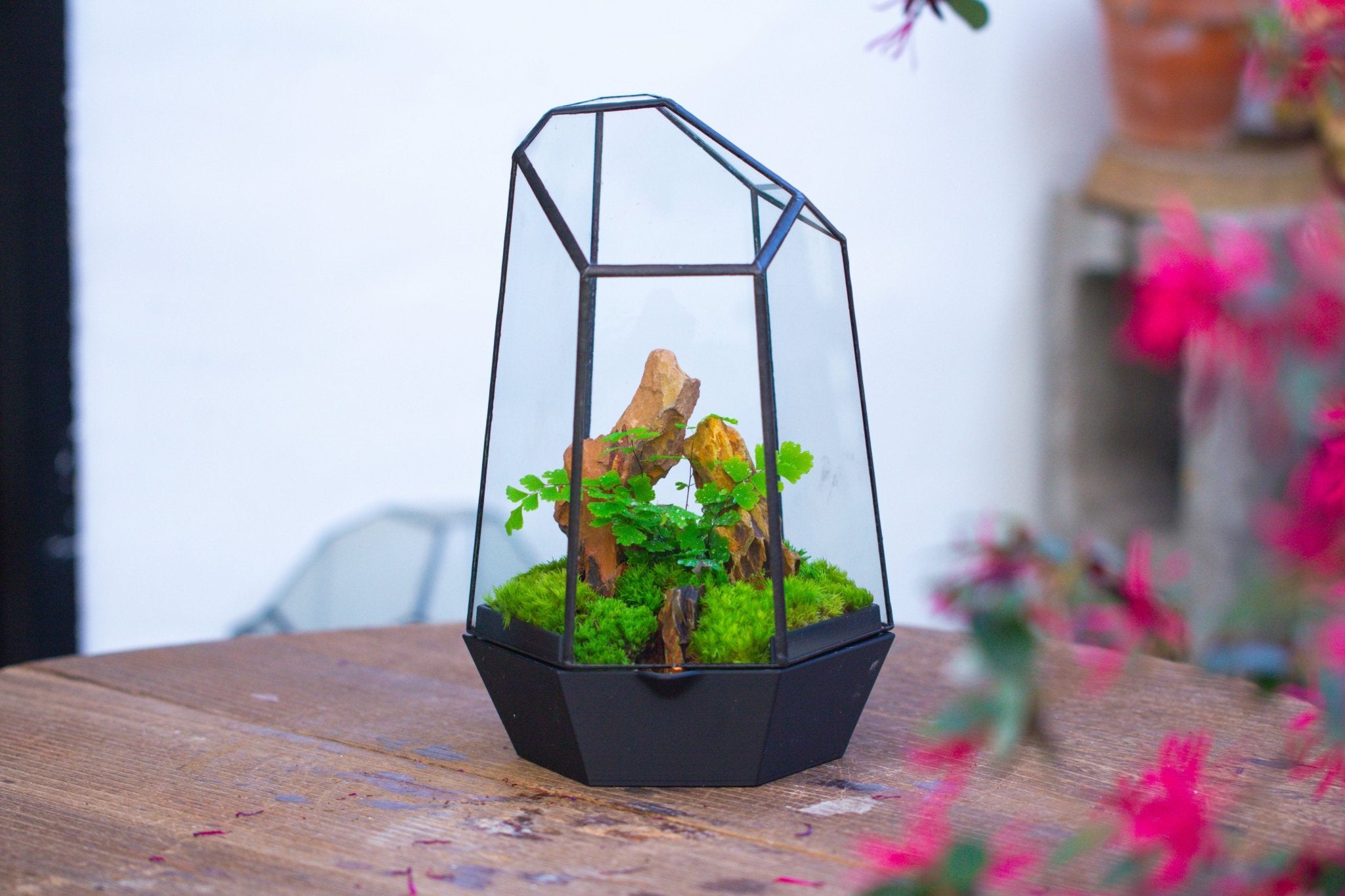 Self - Contained Close Terrarium with Waterproof Base, Geometric Glass Cover for Moss, Sundew and Venus Flytrap PG01J3 - NCYPgarden