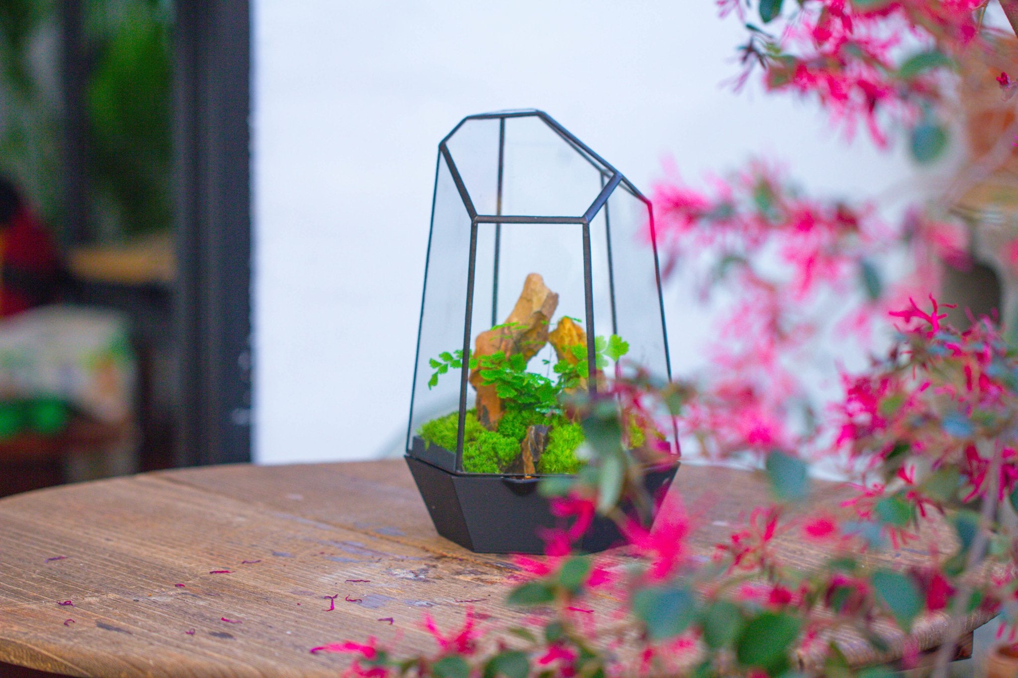 Self - Contained Close Terrarium with Waterproof Base, Geometric Glass Cover for Moss, Sundew and Venus Flytrap PG01J3 - NCYPgarden