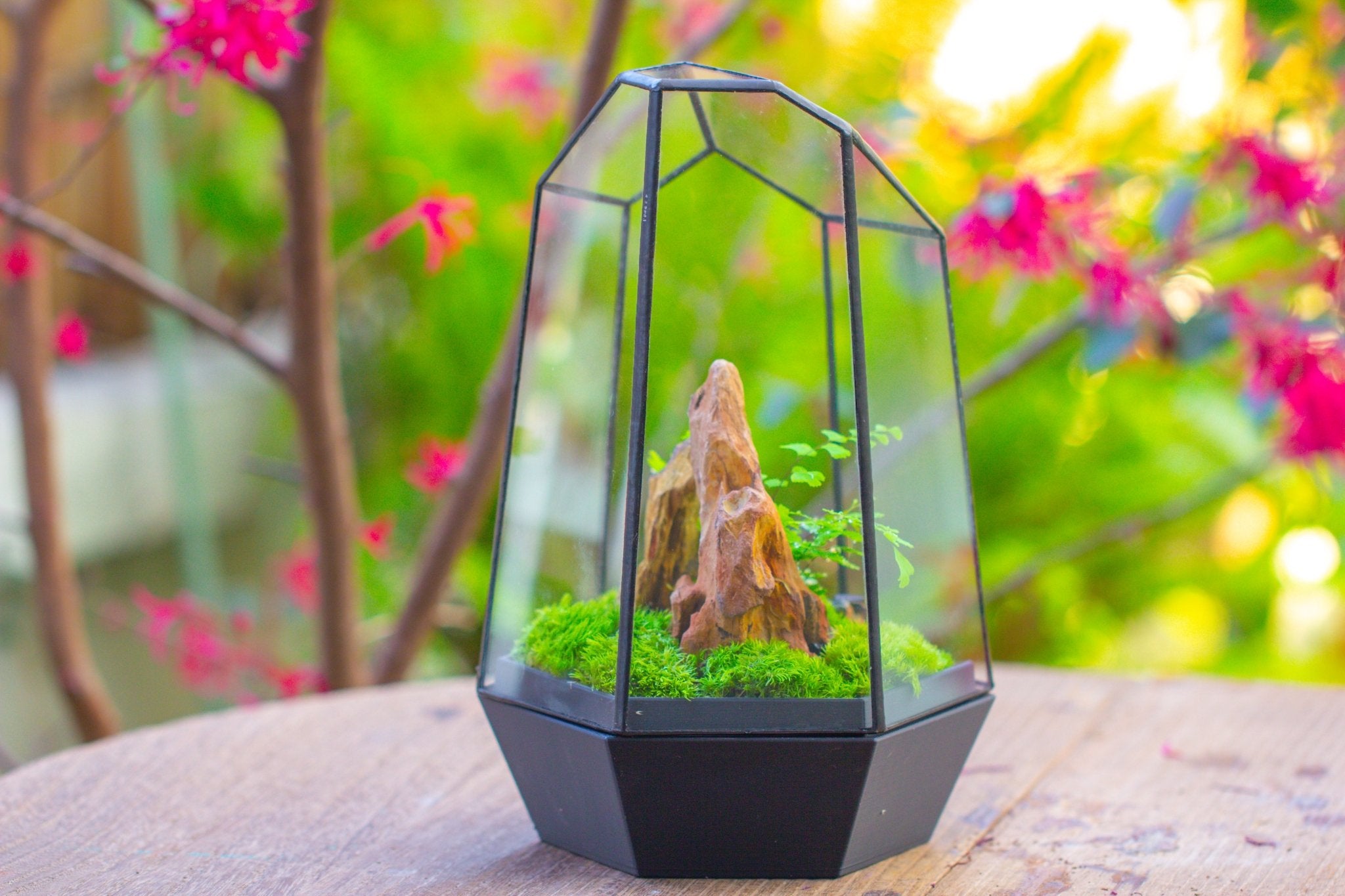 Self - Contained Close Terrarium with Waterproof Base, Geometric Glass Cover for Moss, Sundew and Venus Flytrap PG01J3 - NCYPgarden