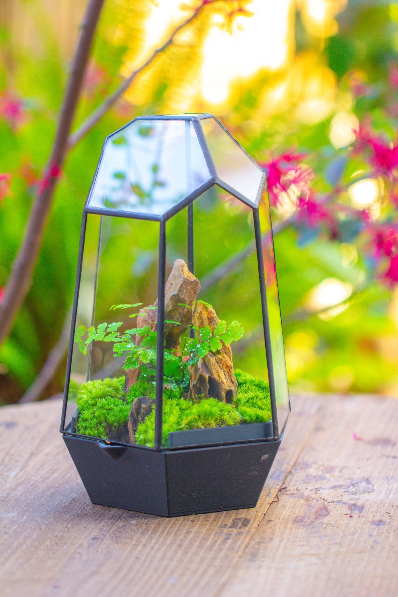 Self - Contained Close Terrarium with Waterproof Base, Geometric Glass Cover for Moss, Sundew and Venus Flytrap PG01J3 - NCYPgarden