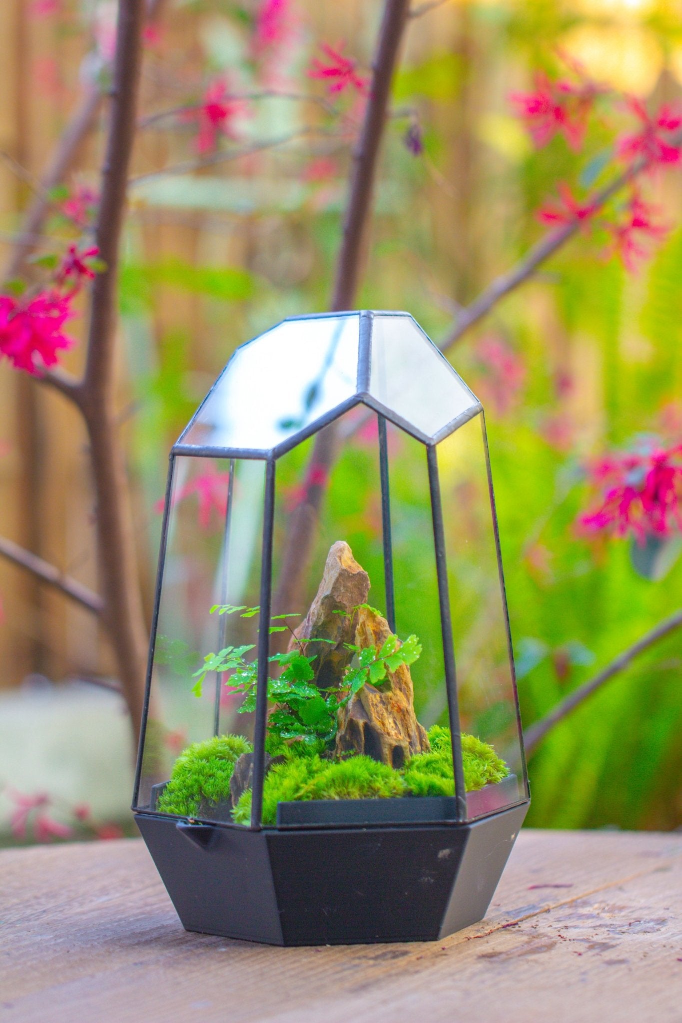 Self - Contained Close Terrarium with Waterproof Base, Geometric Glass Cover for Moss, Sundew and Venus Flytrap PG01J3 - NCYPgarden