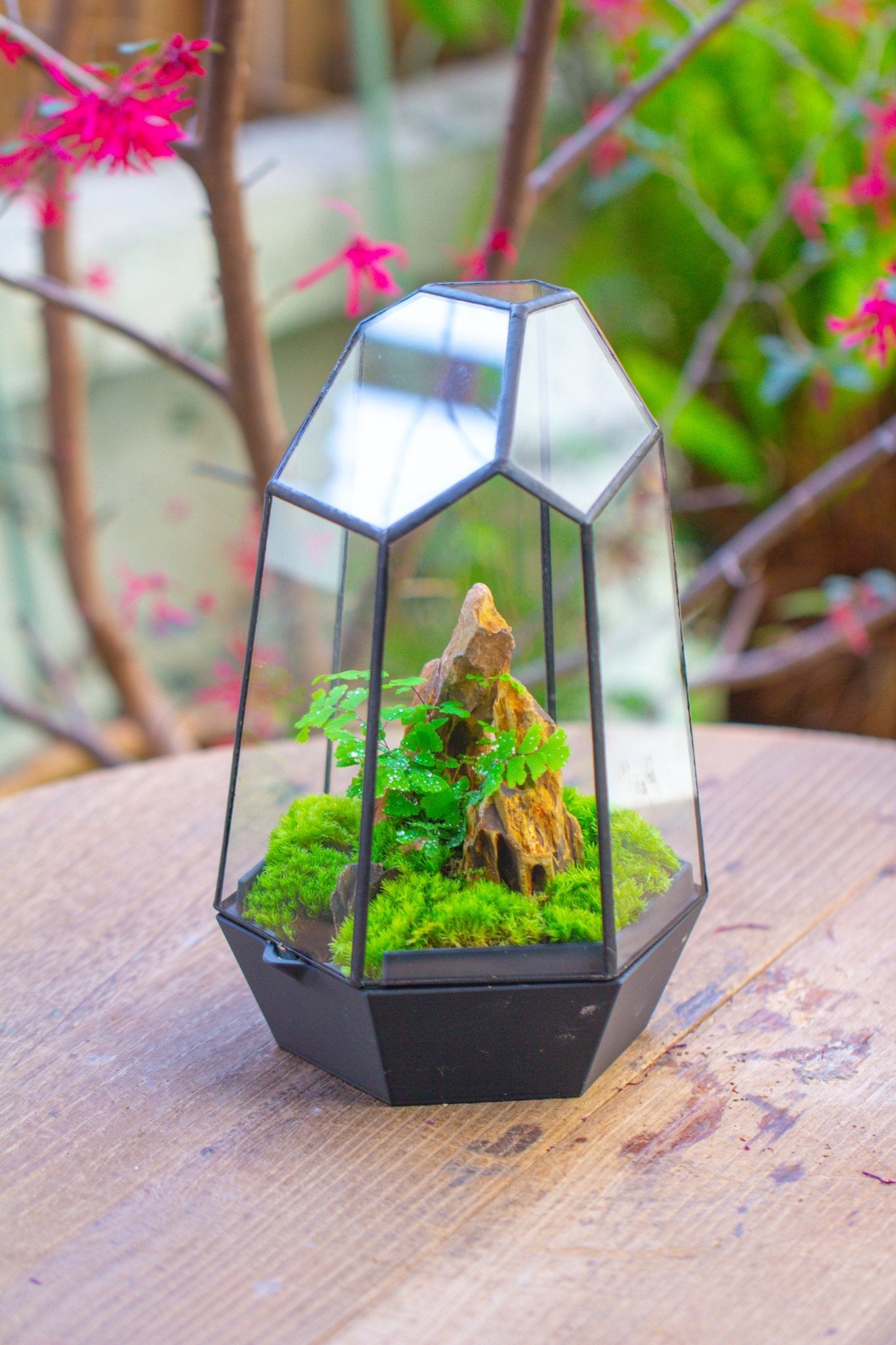 Self - Contained Close Terrarium with Waterproof Base, Geometric Glass Cover for Moss, Sundew and Venus Flytrap PG01J3 - NCYPgarden