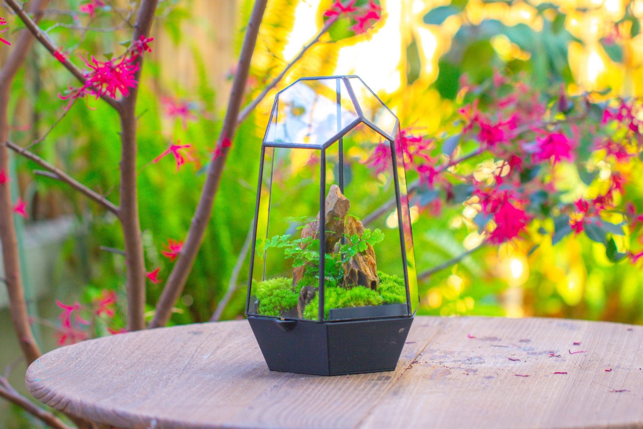 Self - Contained Close Terrarium with Waterproof Base, Geometric Glass Cover for Moss, Sundew and Venus Flytrap PG01J3 - NCYPgarden