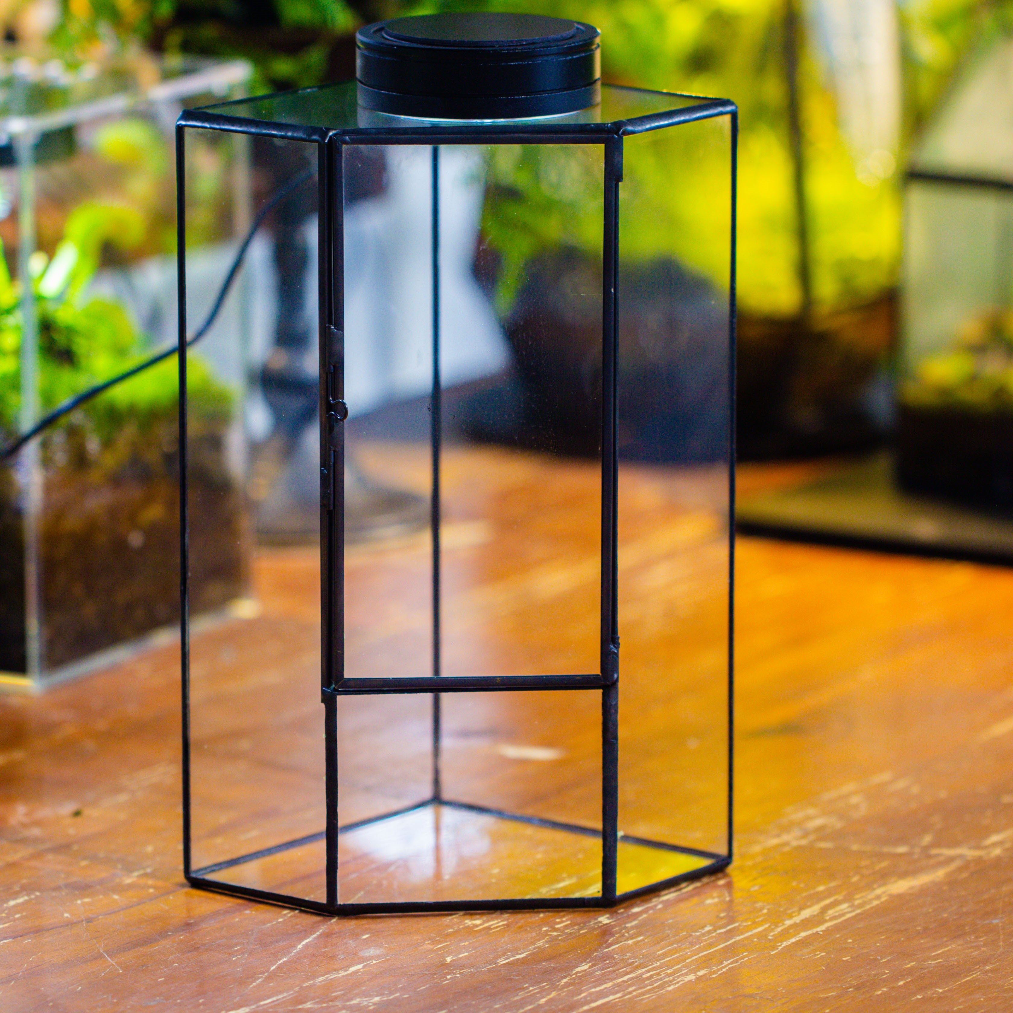 Small Version Handmade Glass Terrarium with Door for Plant, Moss Wall, Closed Geometric Tin Pentagon Planter - NCYPgarden