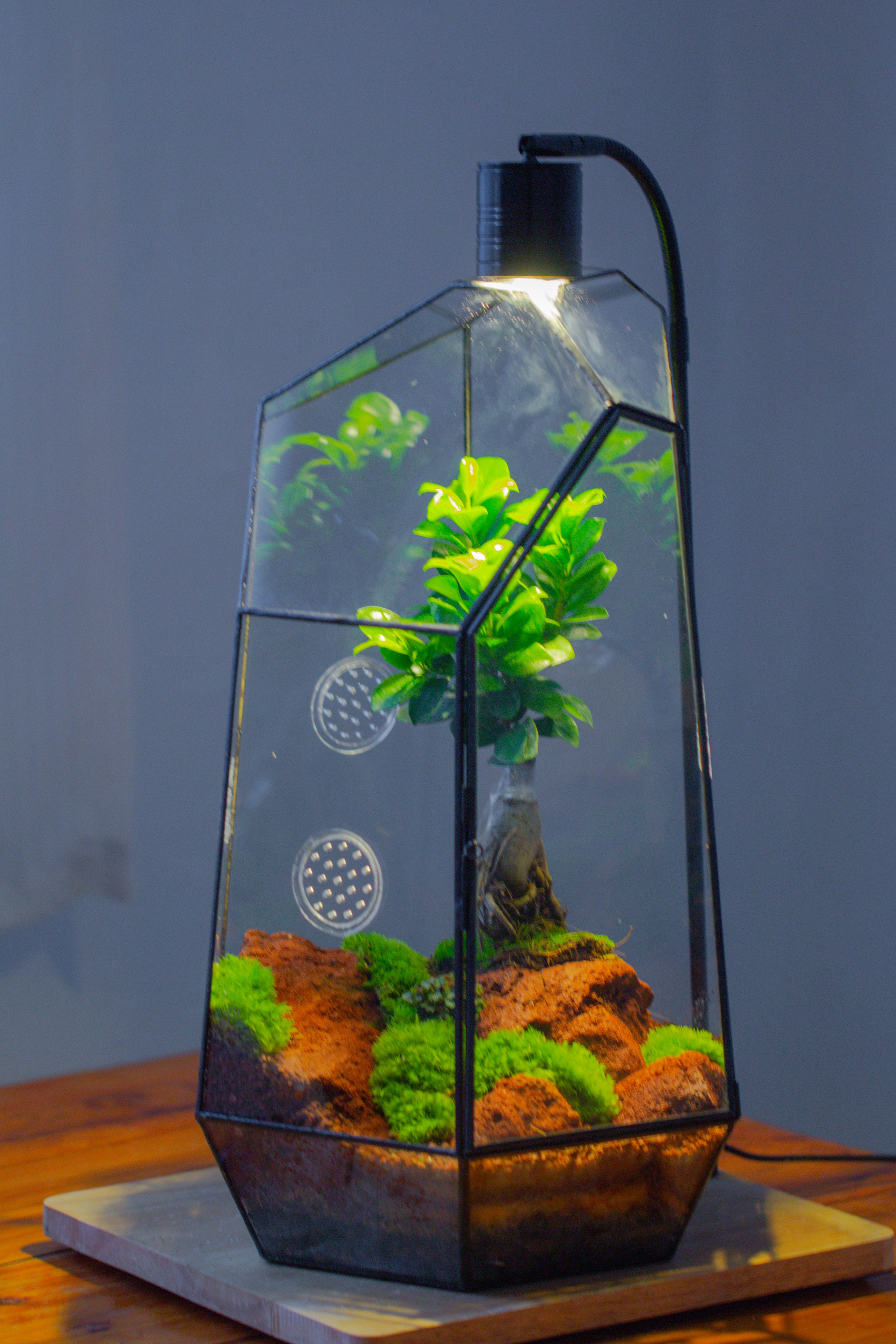 Handmade 41cm / 16" Tall IrregularGlass Geometric Terrarium Box with Vent - NCYPgarden