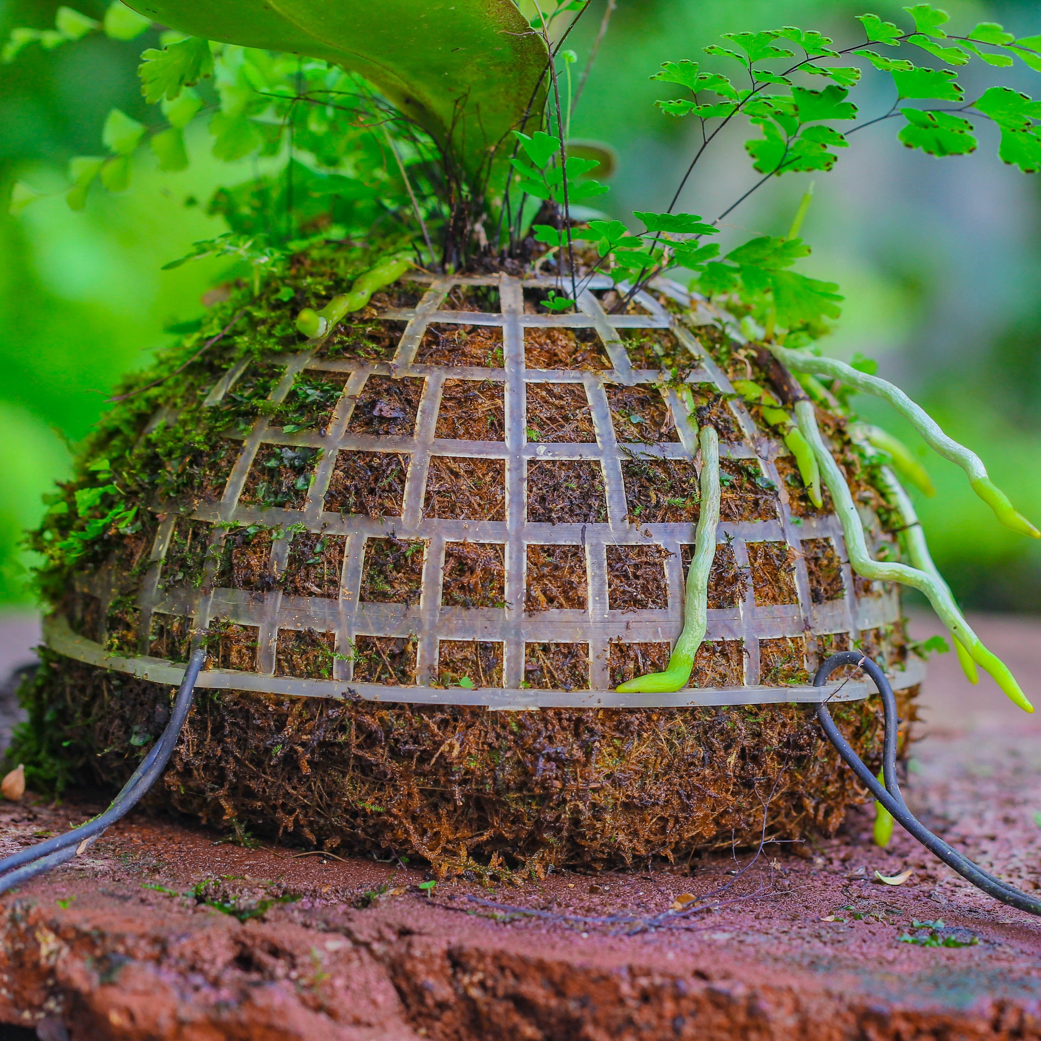 Dried sphagna Sphagni, 24L for DIY, terrarium building, microlandscape, Orchid, fern, vertical gardening - NCYPgarden