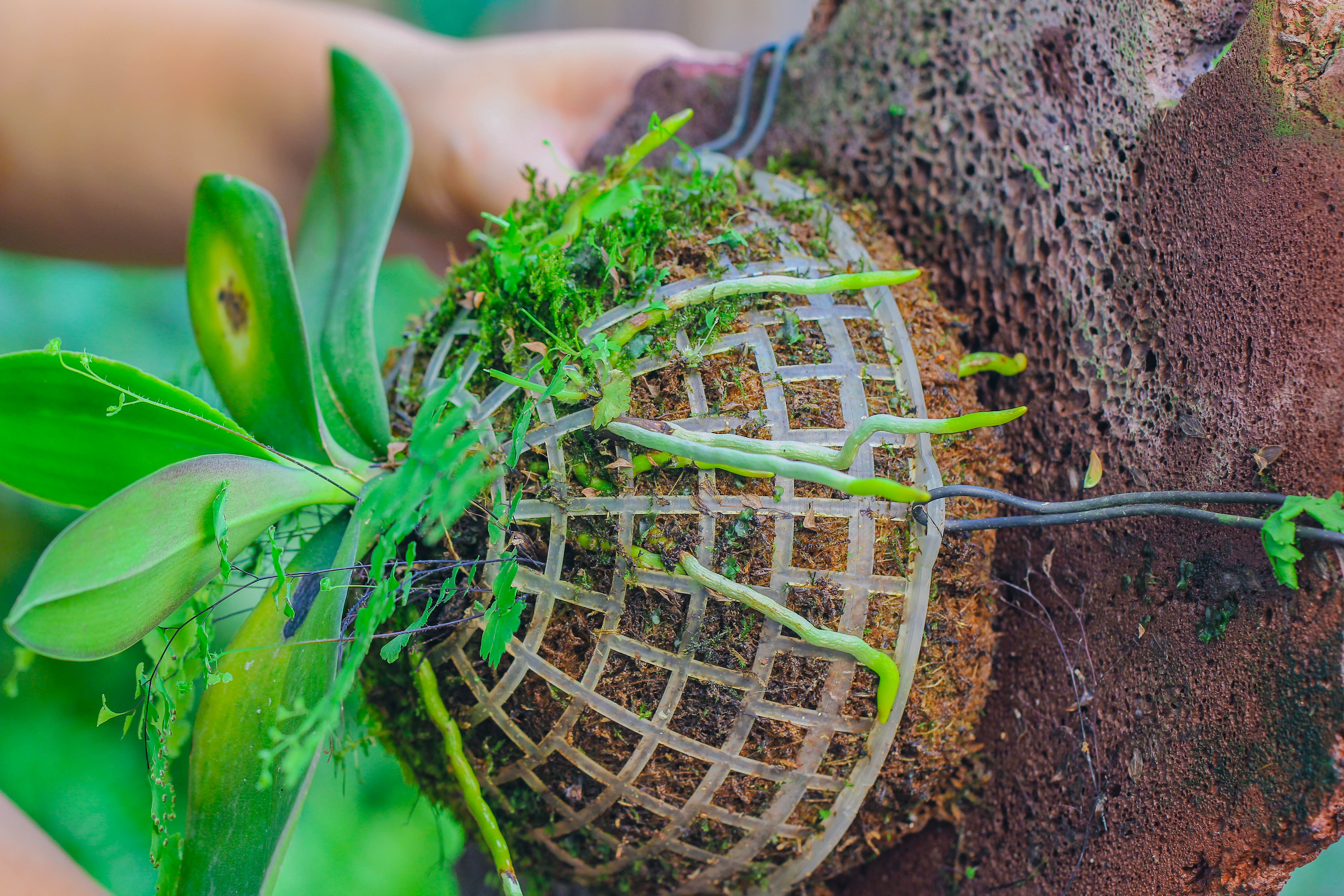 Dried sphagna Sphagni, 24L for DIY, terrarium building, microlandscape, Orchid, fern, vertical gardening - NCYPgarden