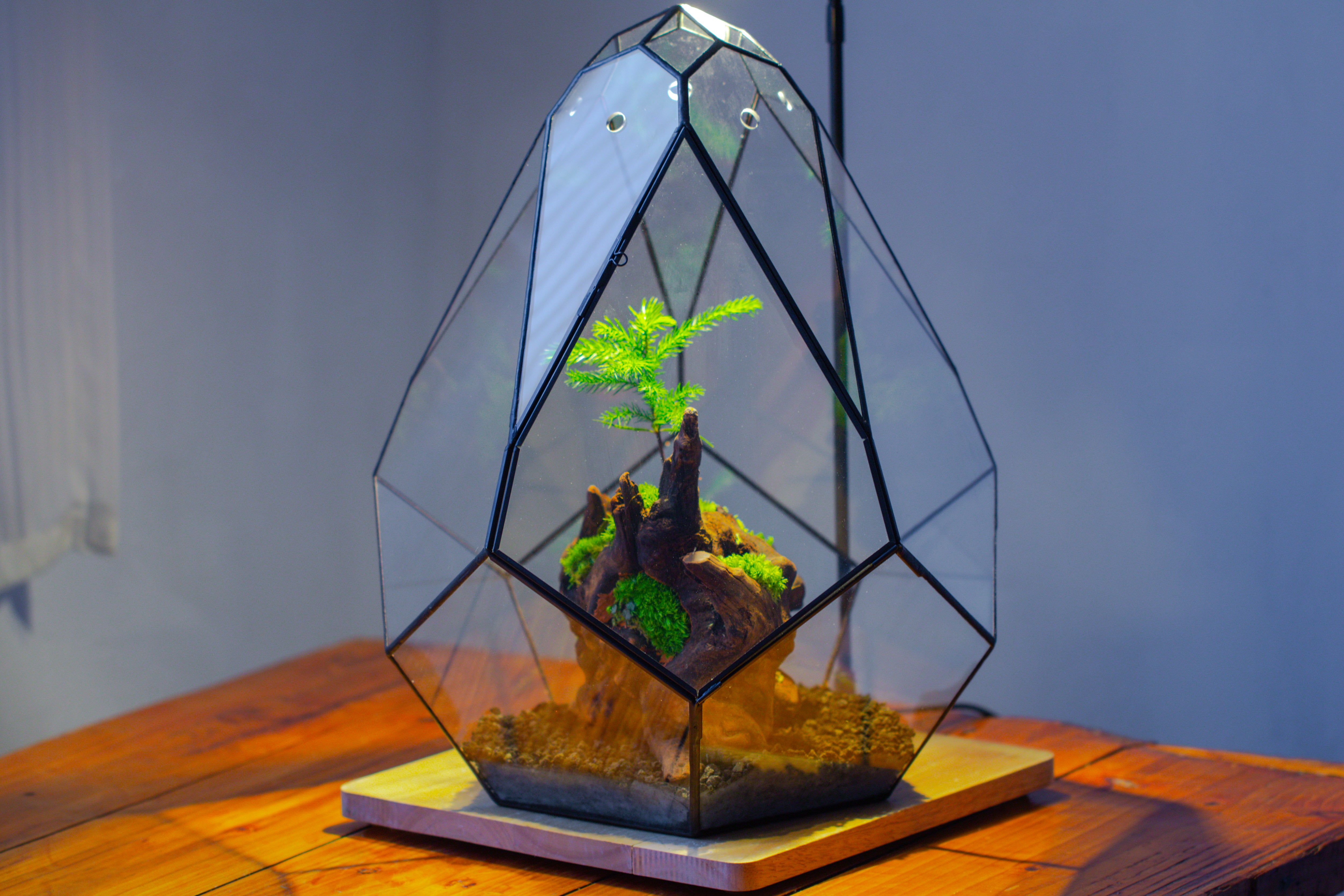 16" Large Teardrop Geometric Terrarium, close - NCYPgarden