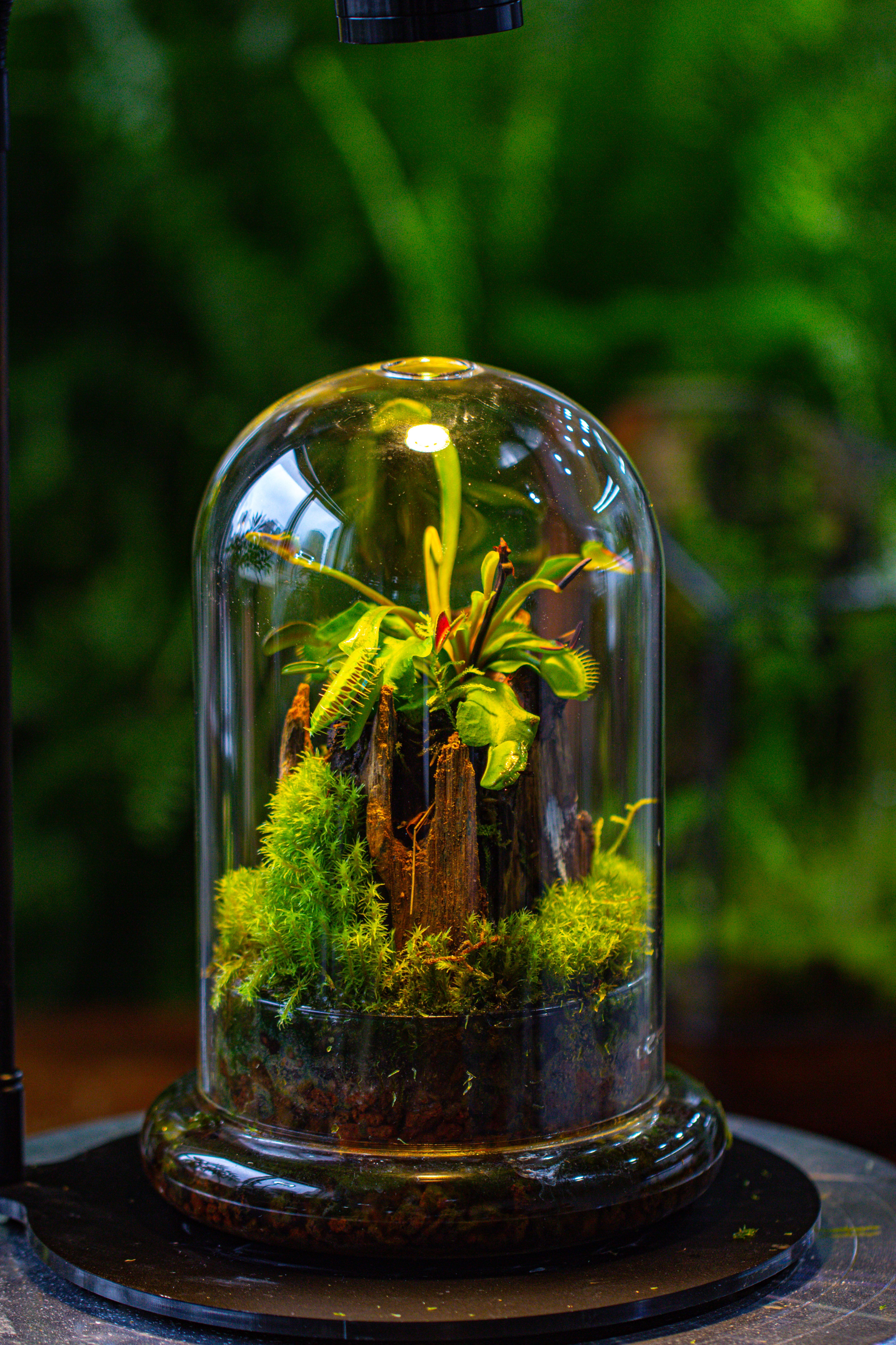 Glass Cloche Terrarium Bell Jar with Glass Base with Top Air Hole, with LED Grow Lamp Set, Glass Dome Planter Set for Plants - NCYPgarden