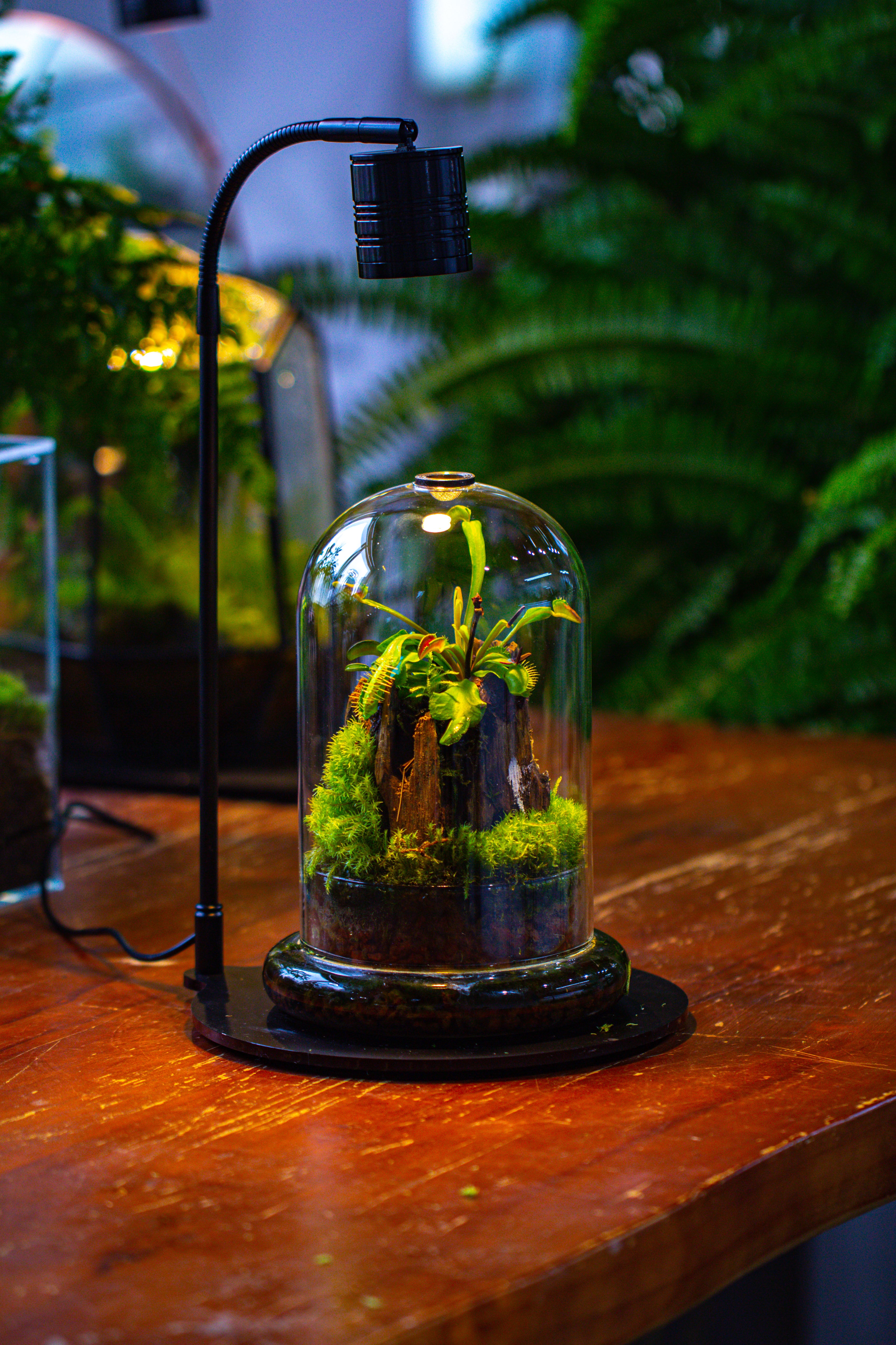 Glass Cloche Terrarium Bell Jar with Glass Base with Top Air Hole, with LED Grow Lamp Set, Glass Dome Planter Set for Plants - NCYPgarden
