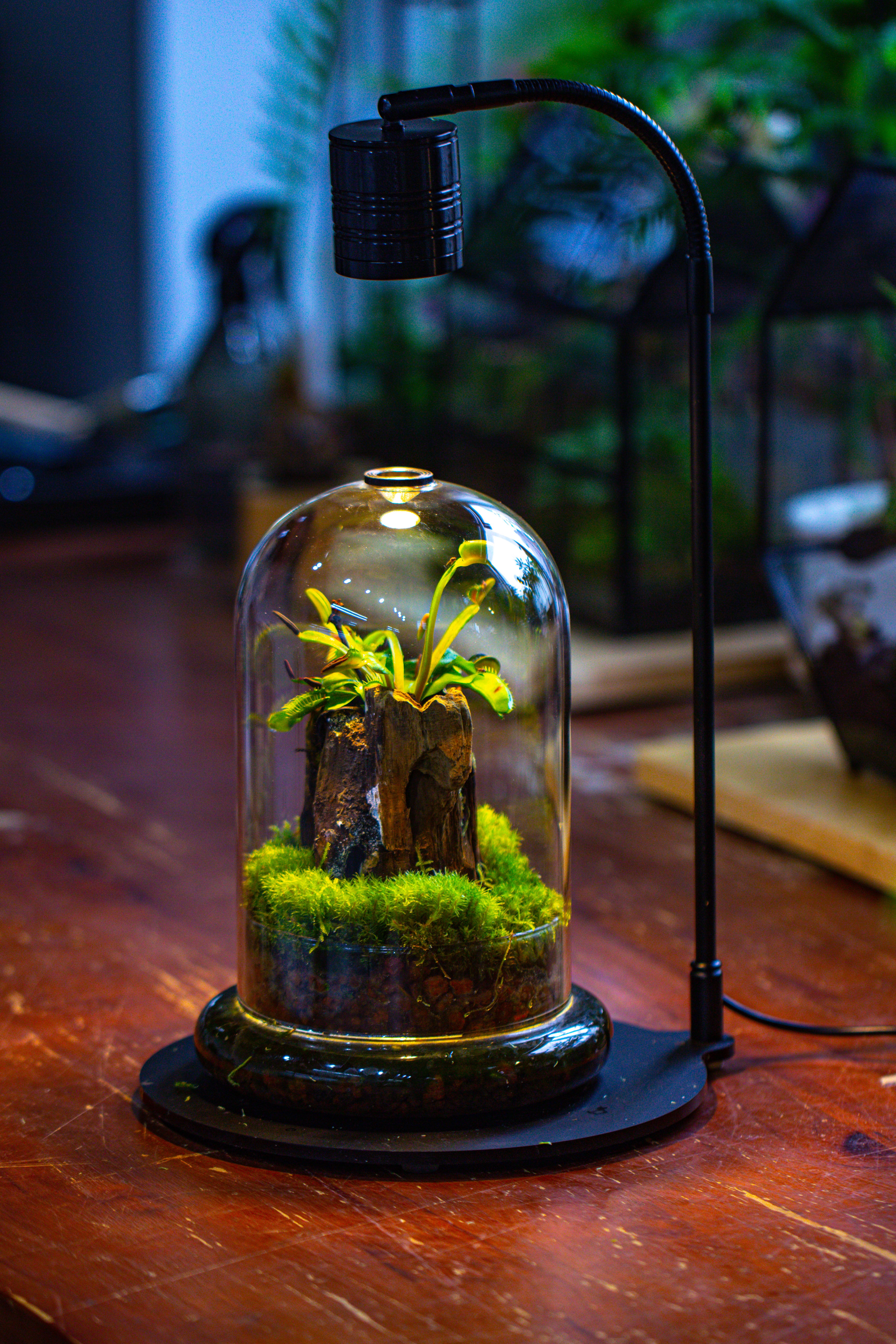 Glass Cloche Terrarium Bell Jar with Glass Base with Top Air Hole, with LED Grow Lamp Set, Glass Dome Planter Set for Plants - NCYPgarden