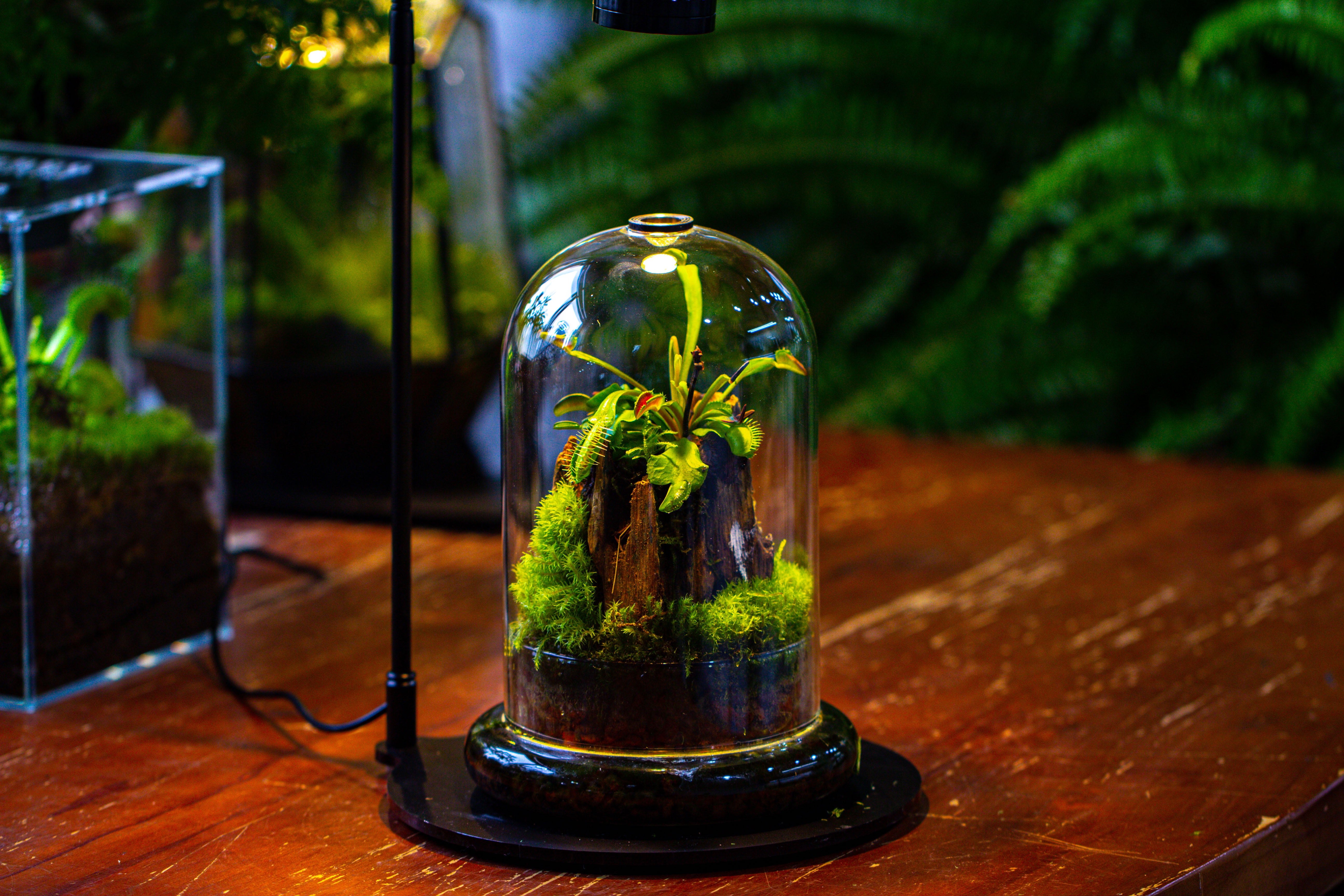 Glass Cloche Terrarium Bell Jar with Glass Base with Top Air Hole, with LED Grow Lamp Set, Glass Dome Planter Set for Plants - NCYPgarden