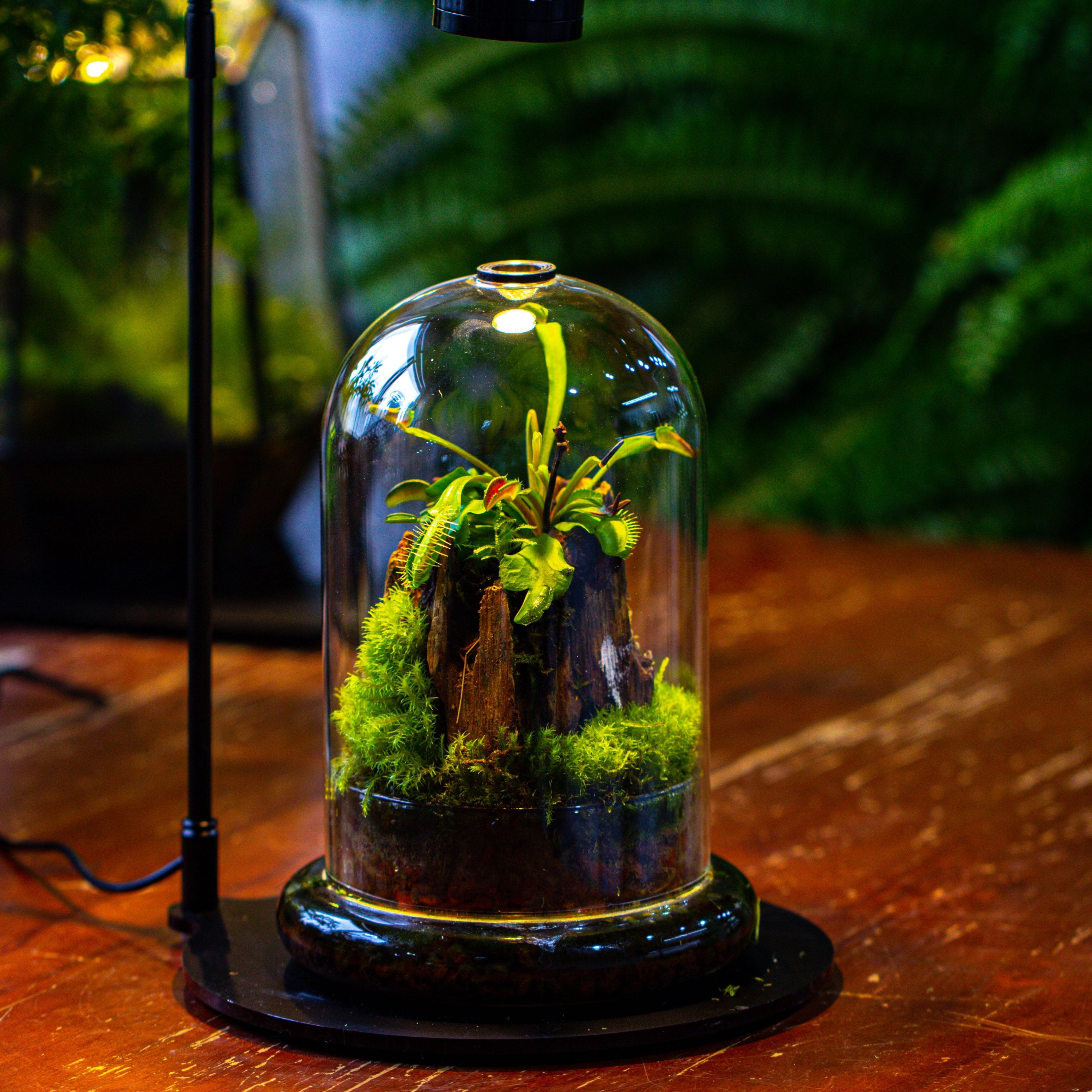 Glass Cloche Terrarium Bell Jar with Glass Base with Top Air Hole, with LED Grow Lamp Set, Glass Dome Planter Set for Plants - NCYPgarden