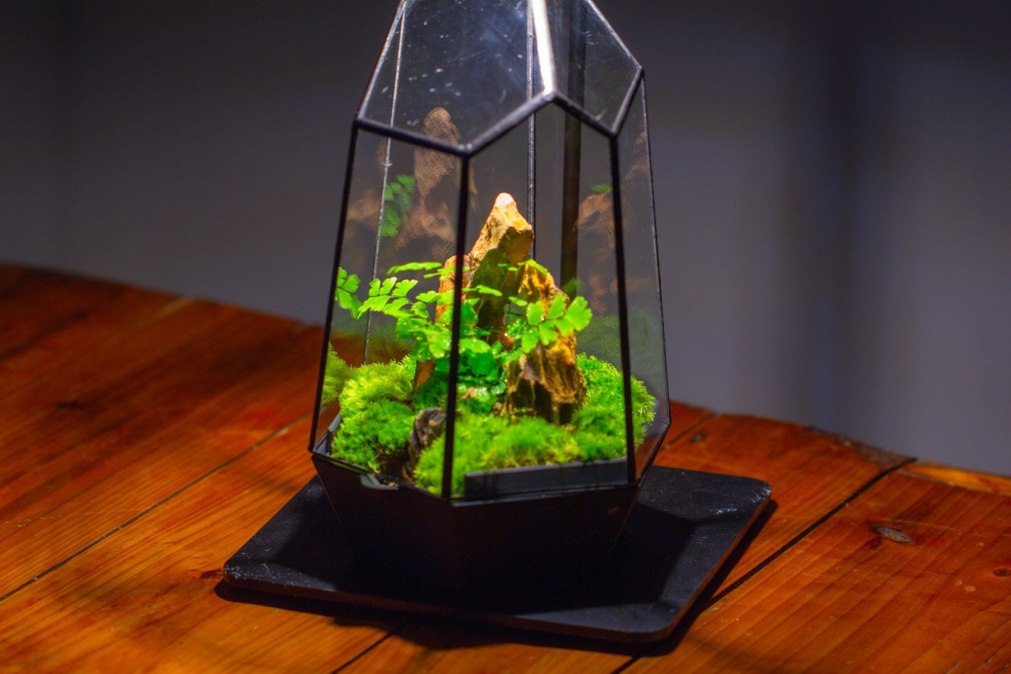 Self - Contained Close Terrarium with Waterproof Base, Geometric Glass Cover for Moss, Sundew and Venus Flytrap PG01J3 - NCYPgarden