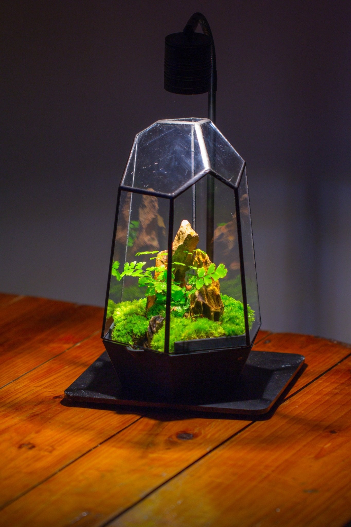 Self - Contained Close Terrarium with Waterproof Base, Geometric Glass Cover for Moss, Sundew and Venus Flytrap PG01J3 - NCYPgarden