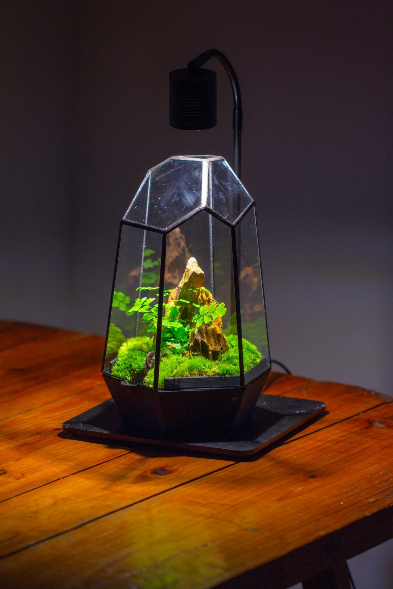 Self - Contained Close Terrarium with Waterproof Base, Geometric Glass Cover for Moss, Sundew and Venus Flytrap PG01J3 - NCYPgarden