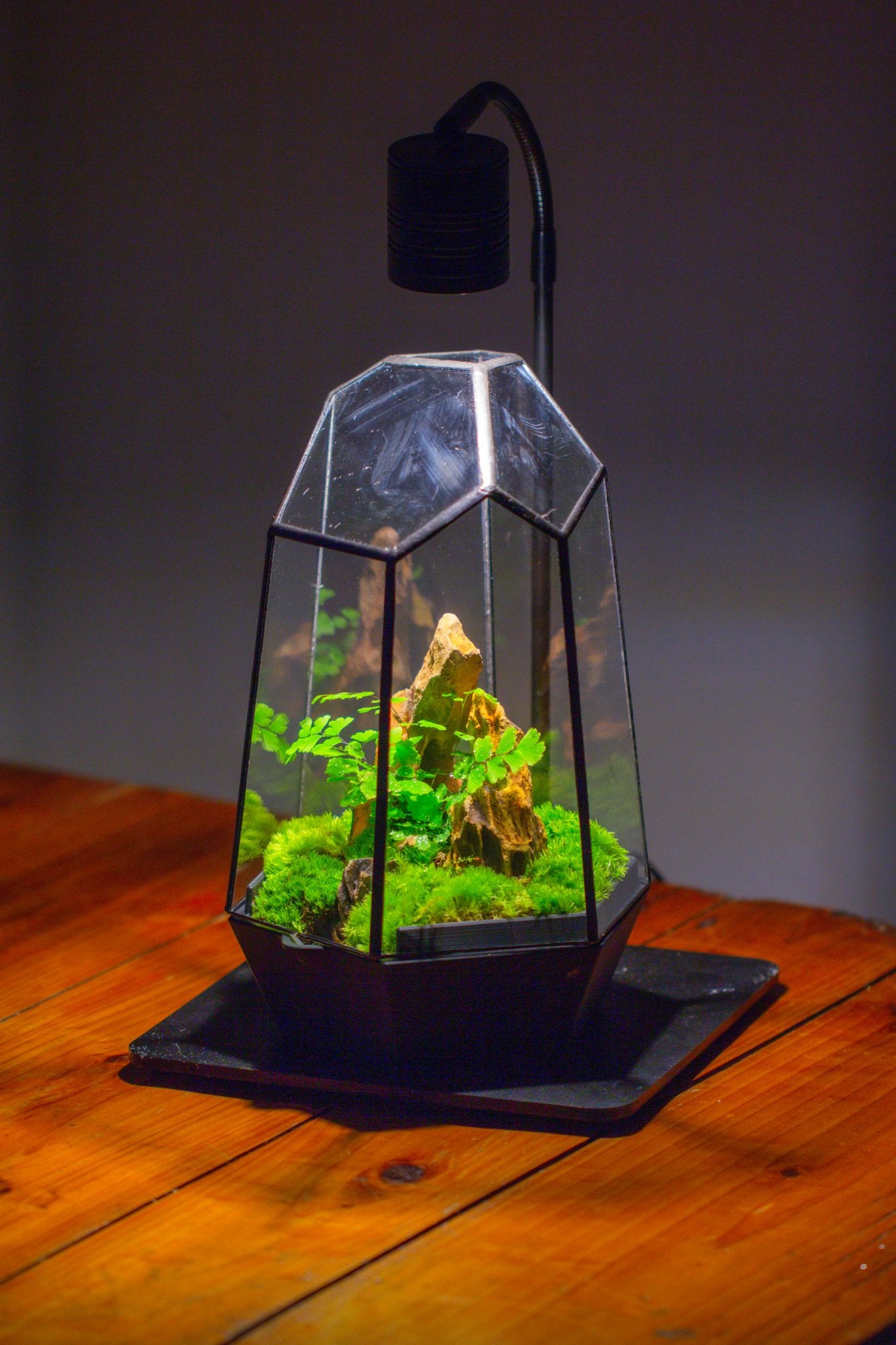 Self - Contained Close Terrarium with Waterproof Base, Geometric Glass Cover for Moss, Sundew and Venus Flytrap PG01J3 - NCYPgarden
