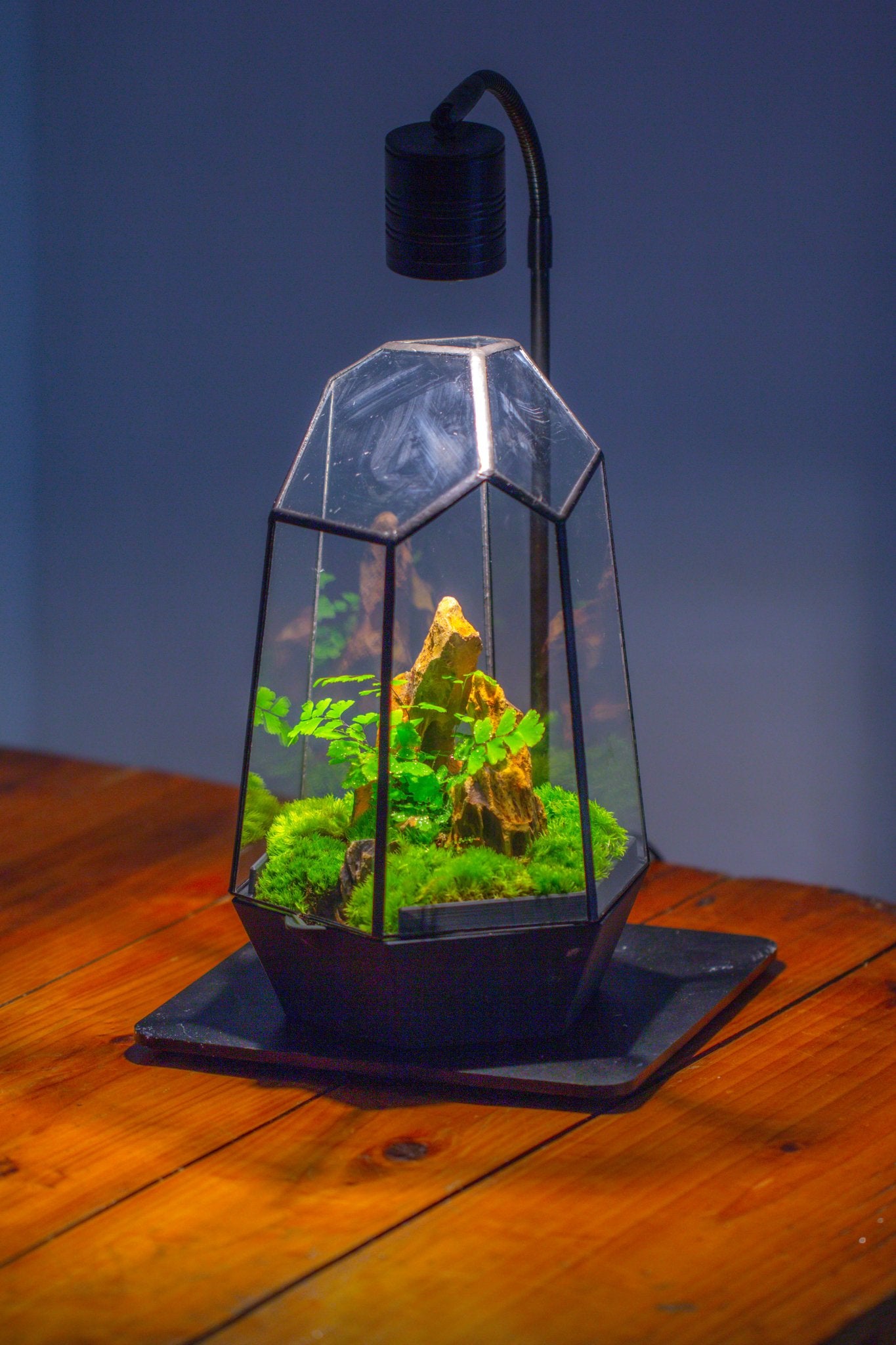 Self - Contained Close Terrarium with Waterproof Base, Geometric Glass Cover for Moss, Sundew and Venus Flytrap PG01J3 - NCYPgarden